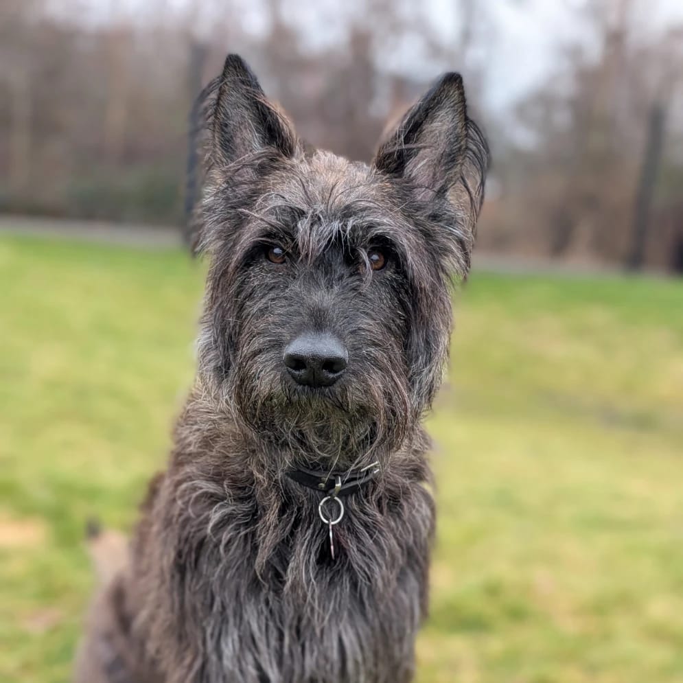 Sula