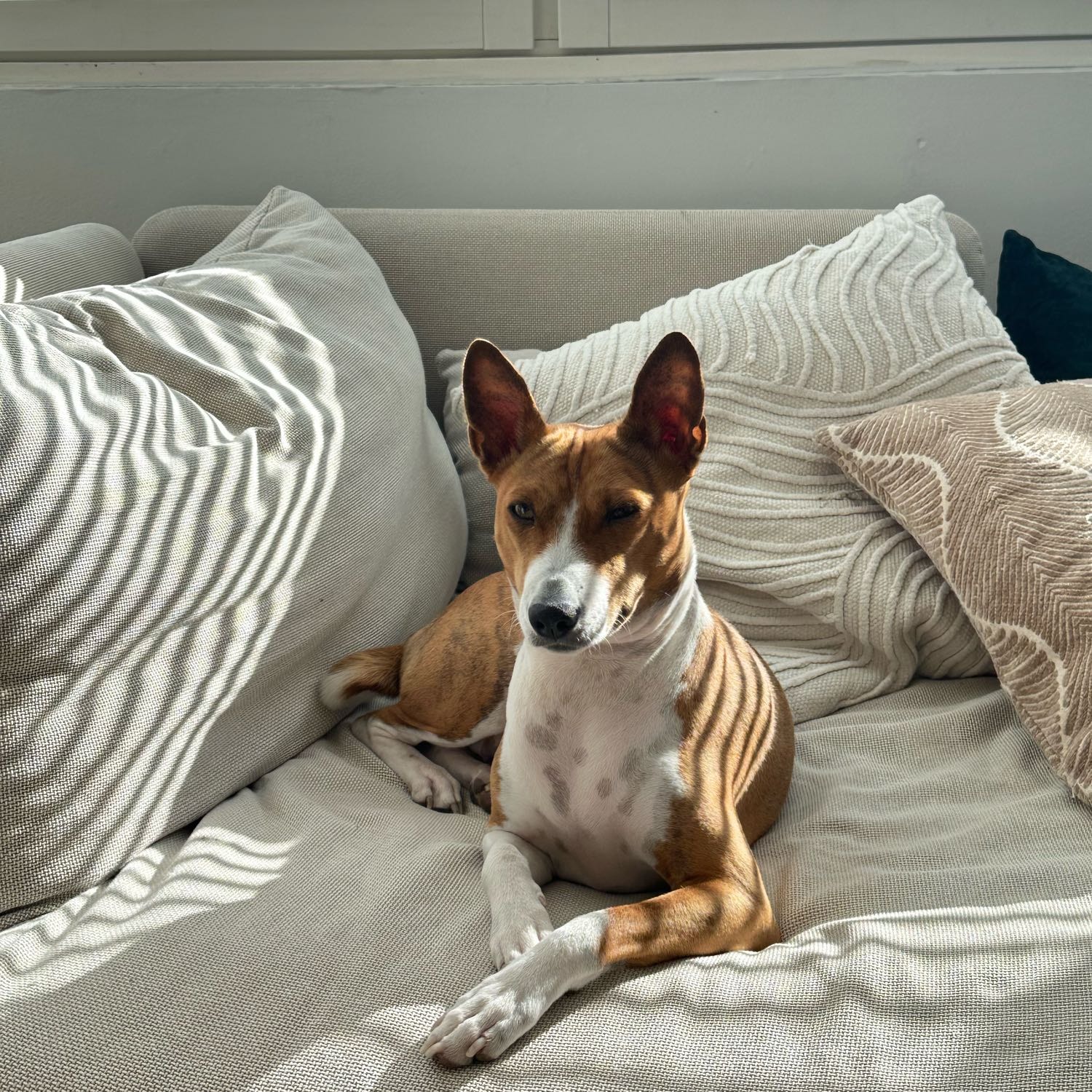 Rudi