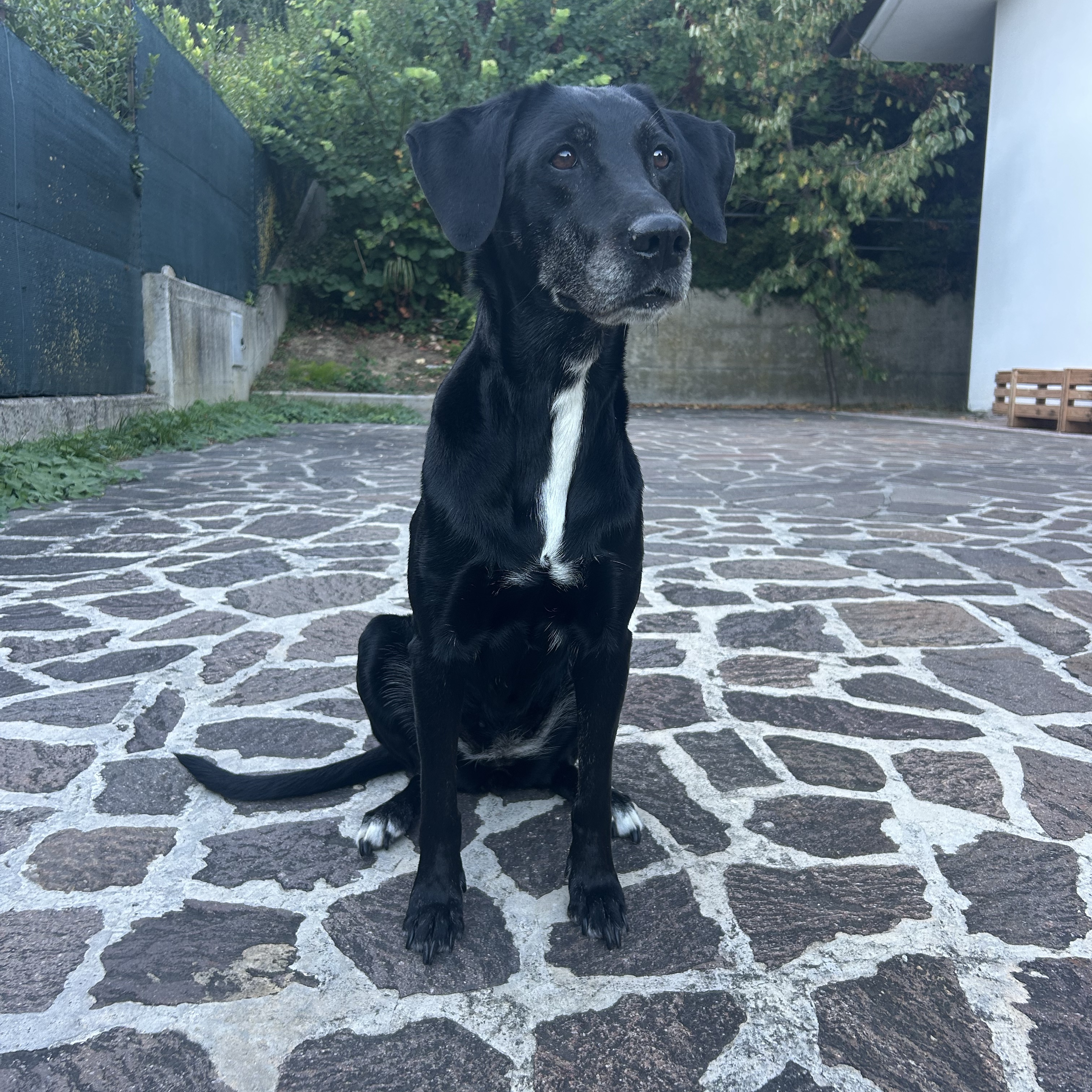 Teppy