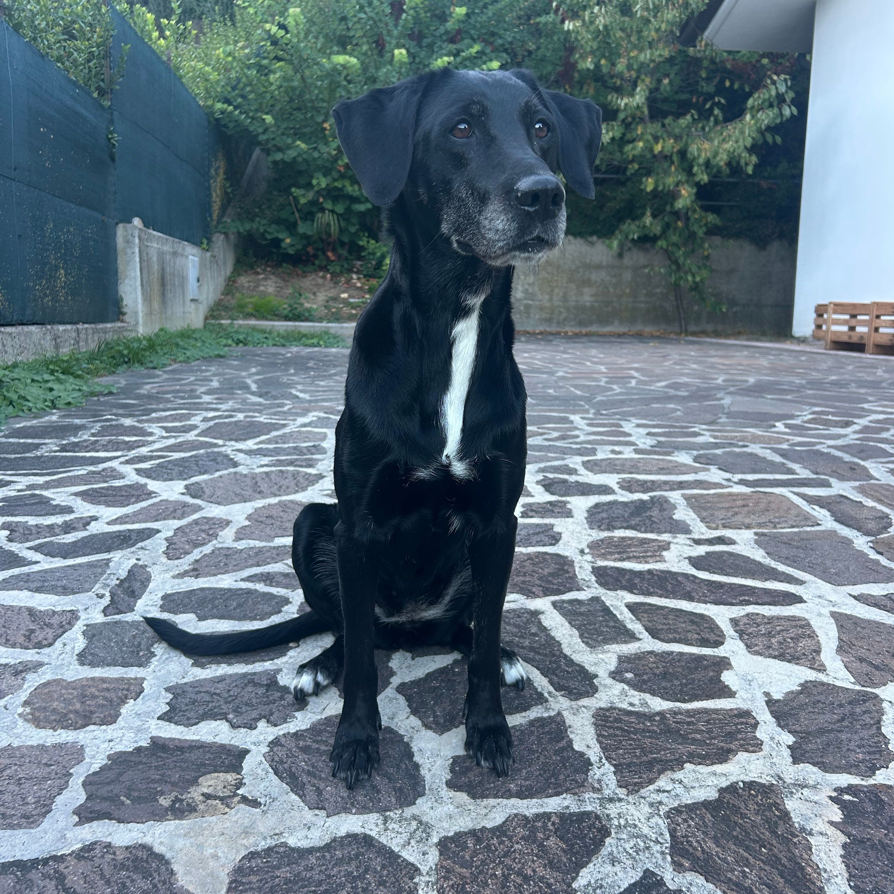 Teppy