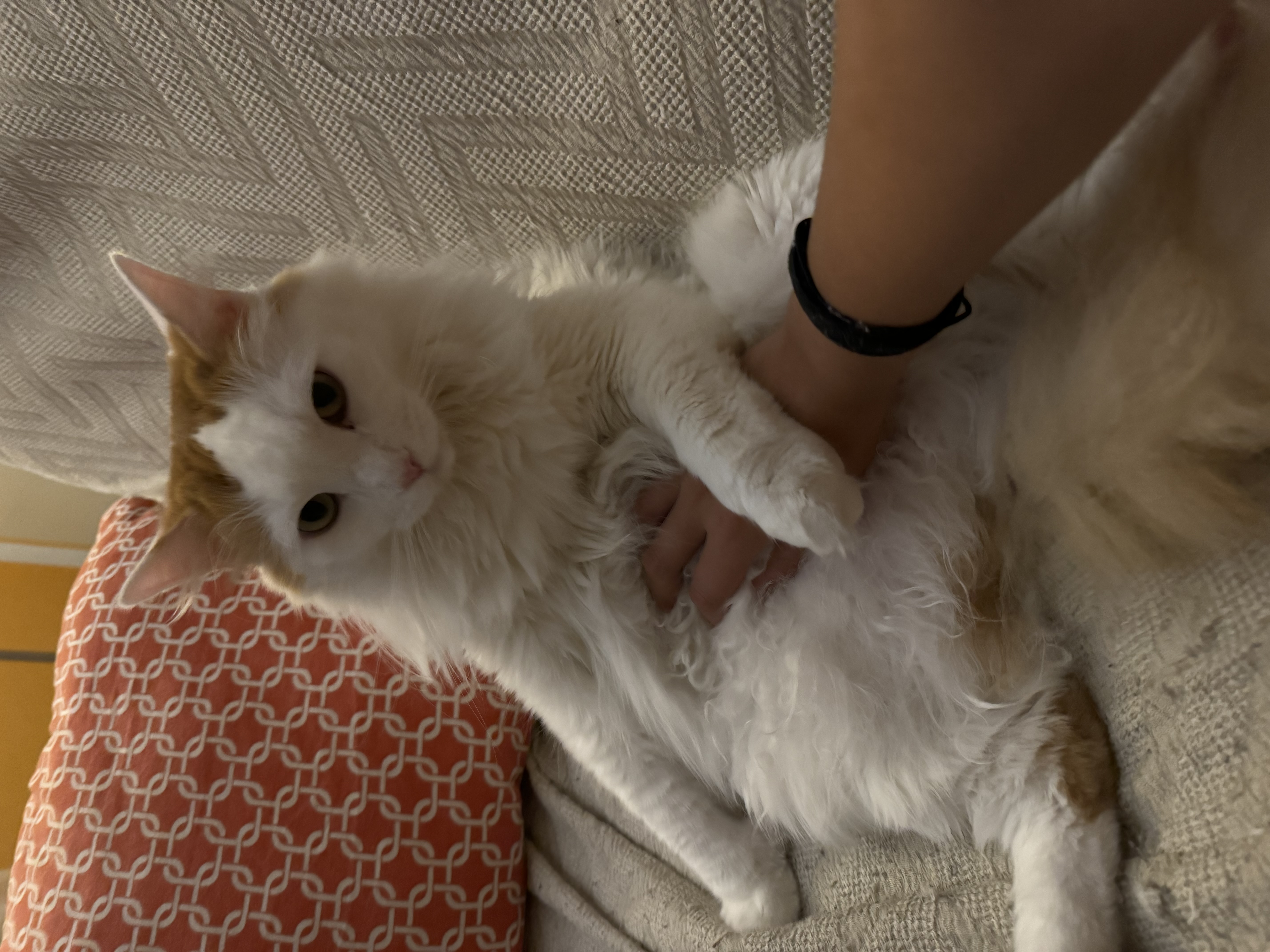 image-9