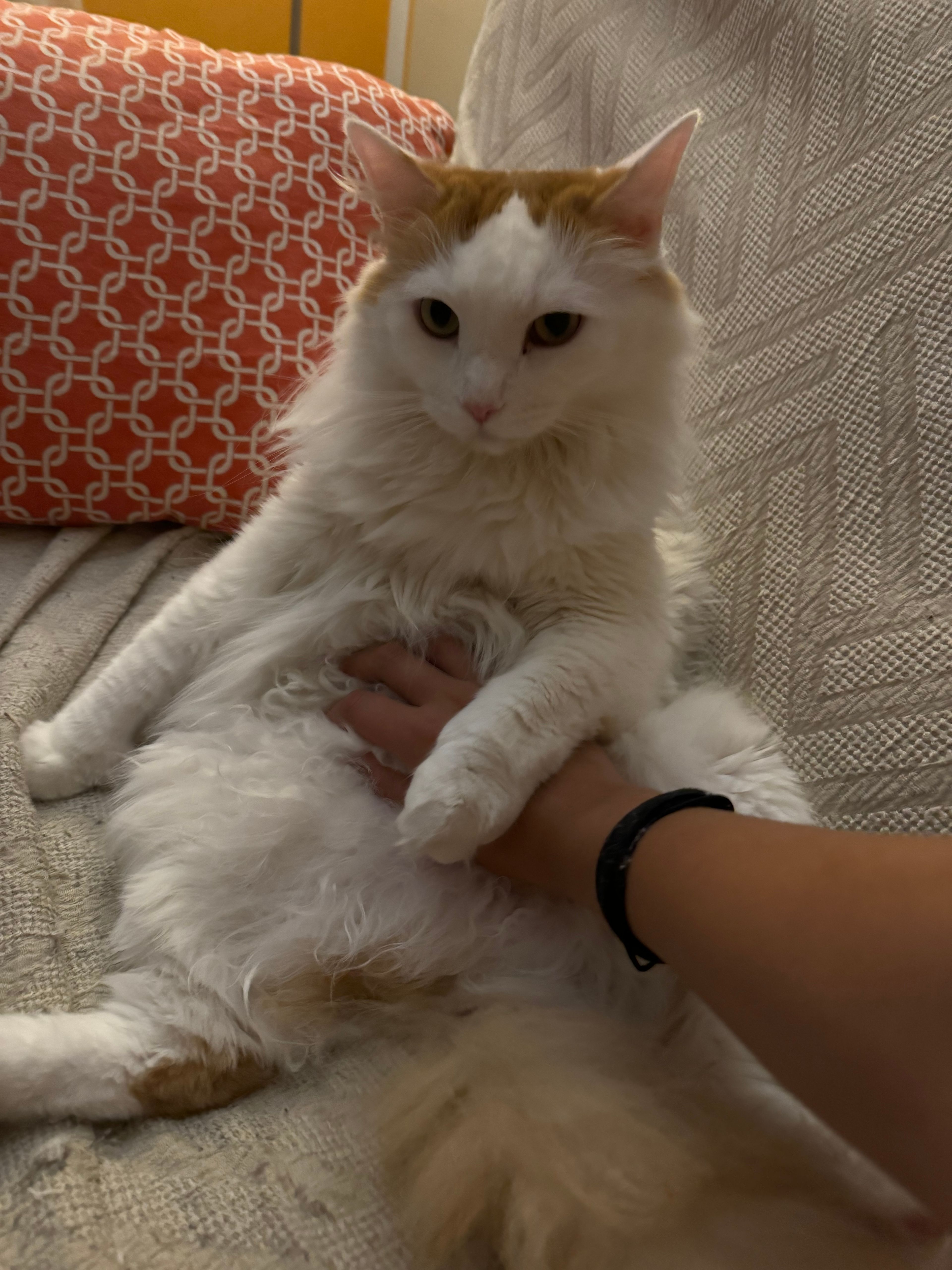 image-9