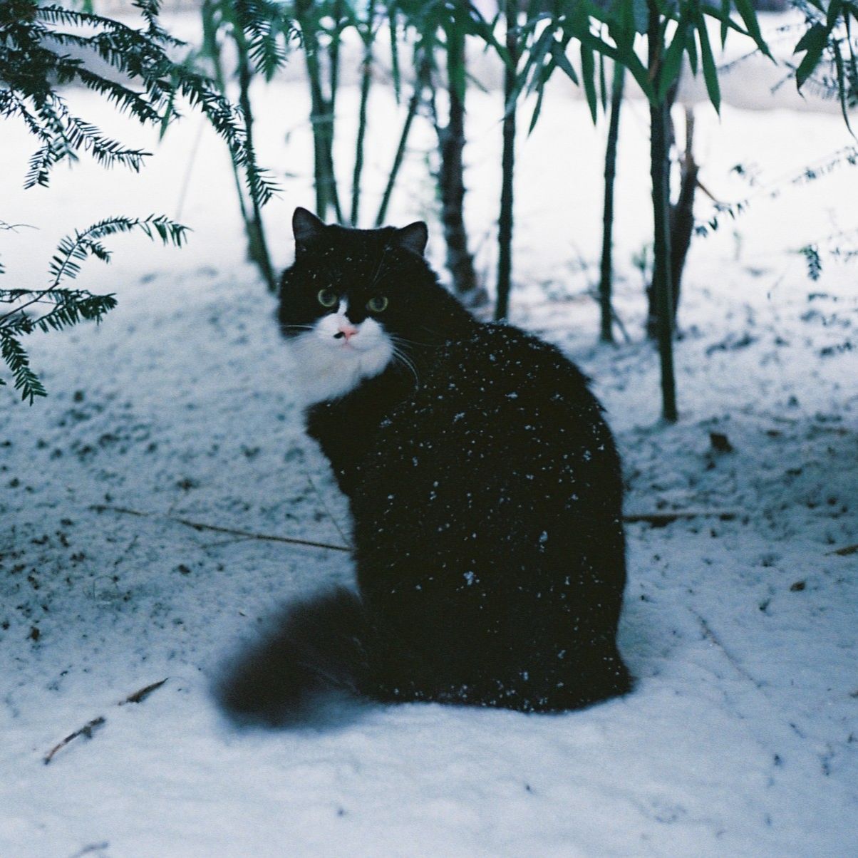 Albus