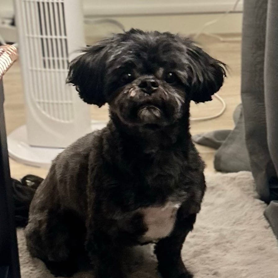 Sammy