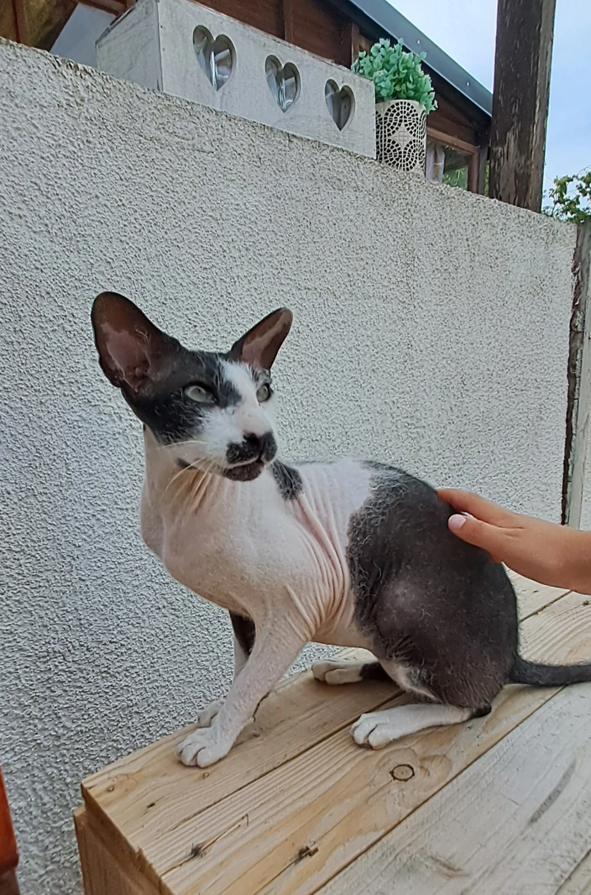 image-5