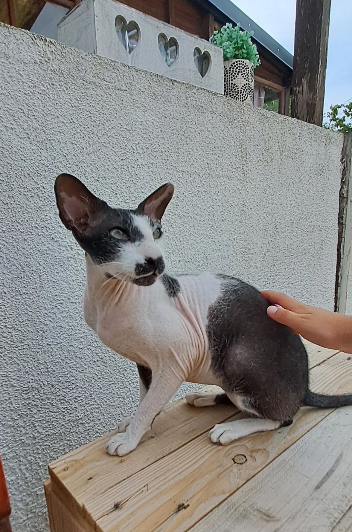 image-5