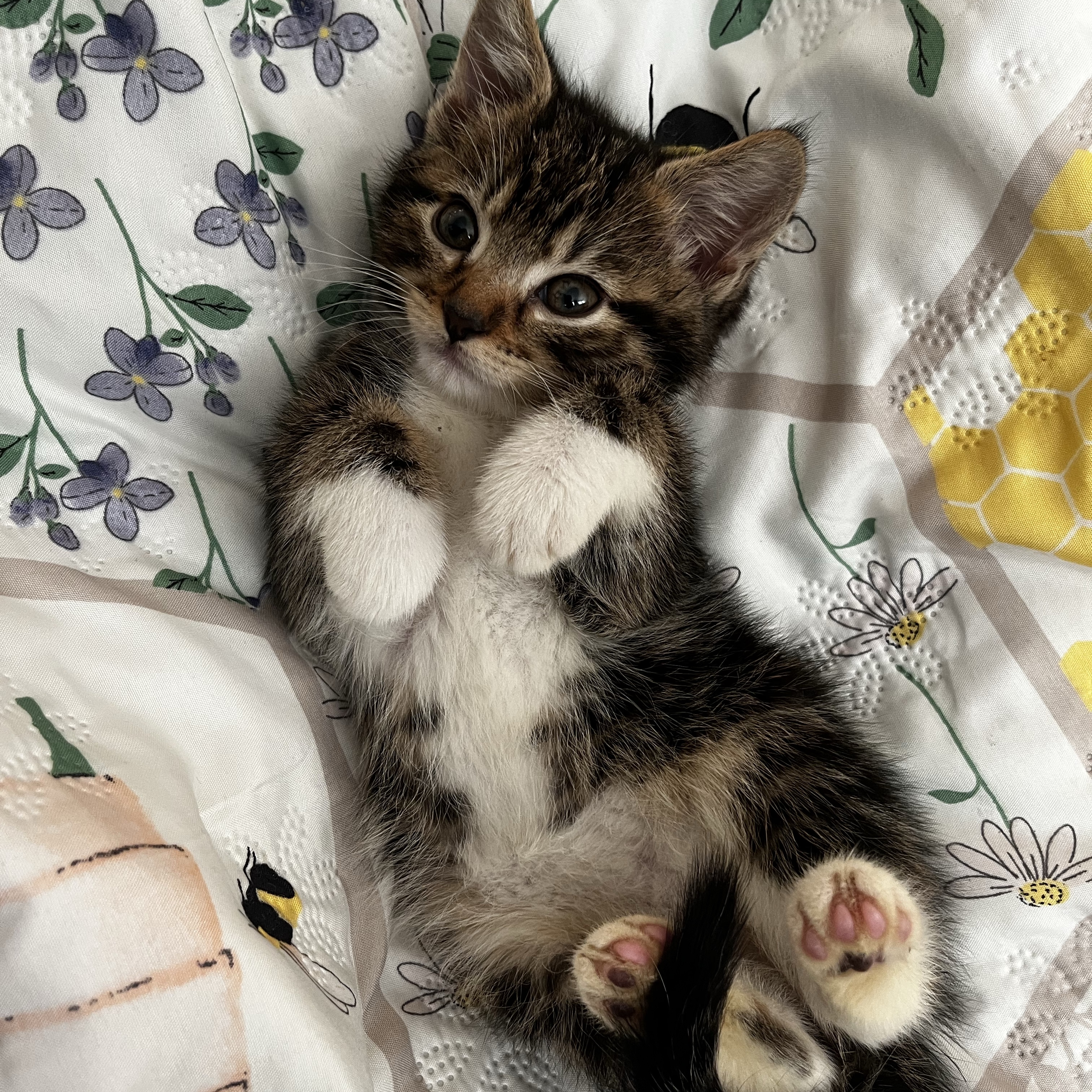 Nova