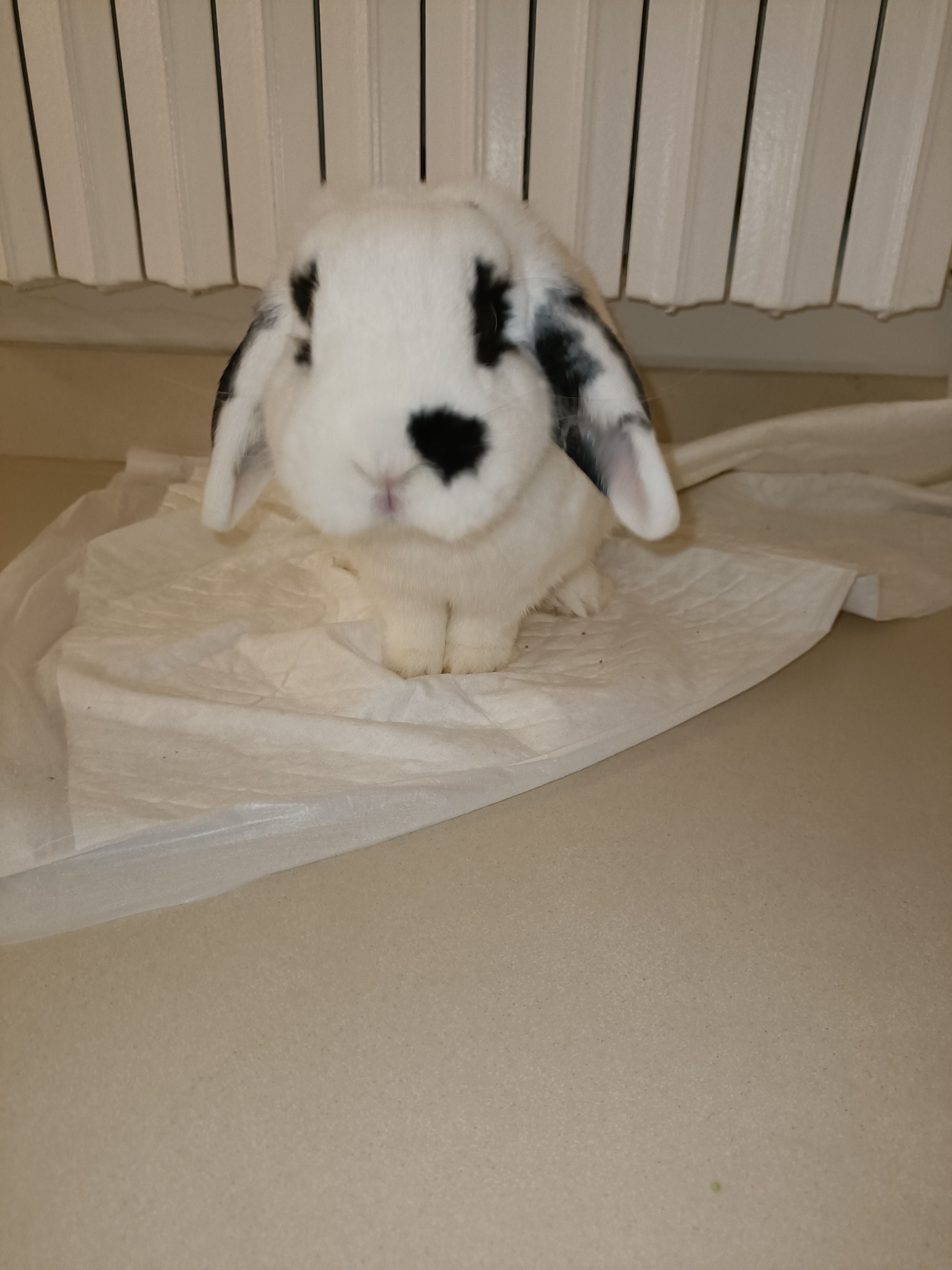 image-11