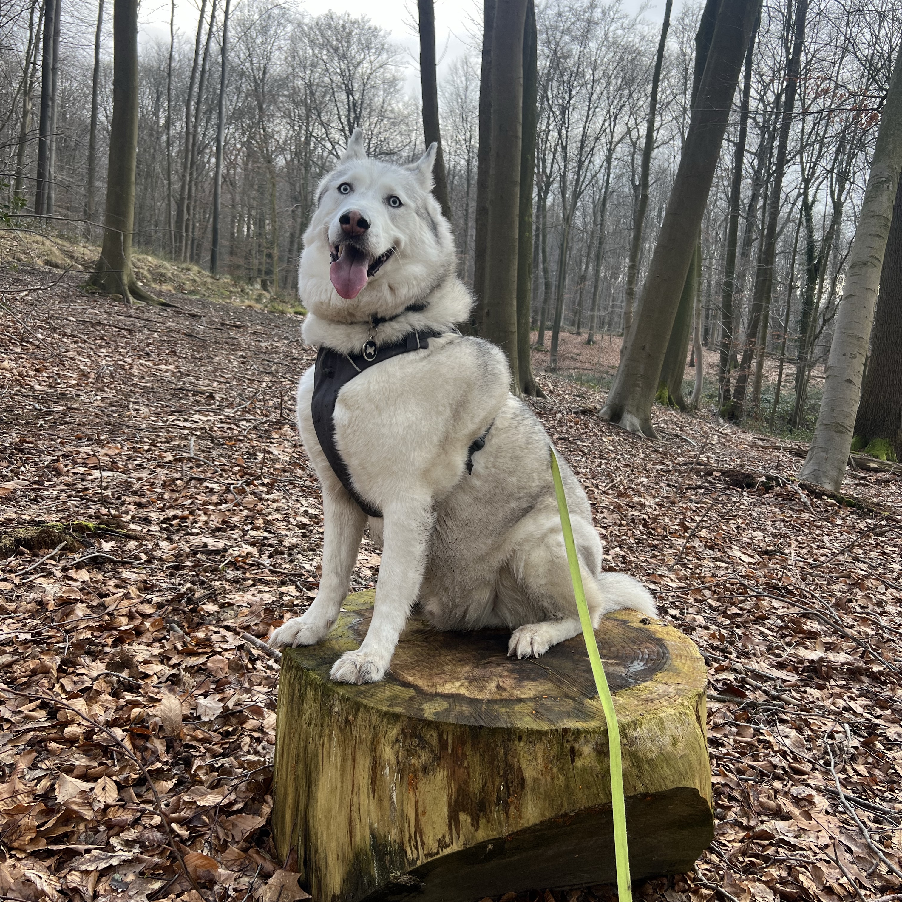 Enzo
