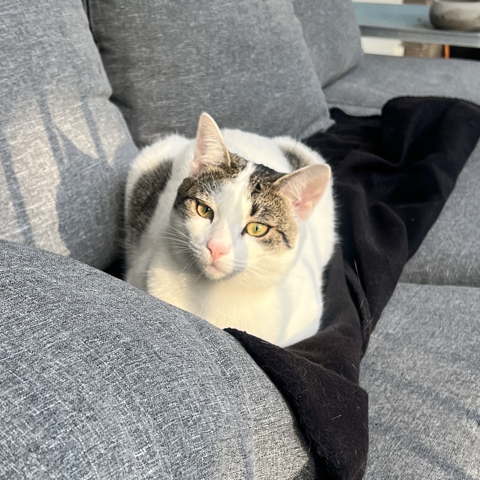 Leo