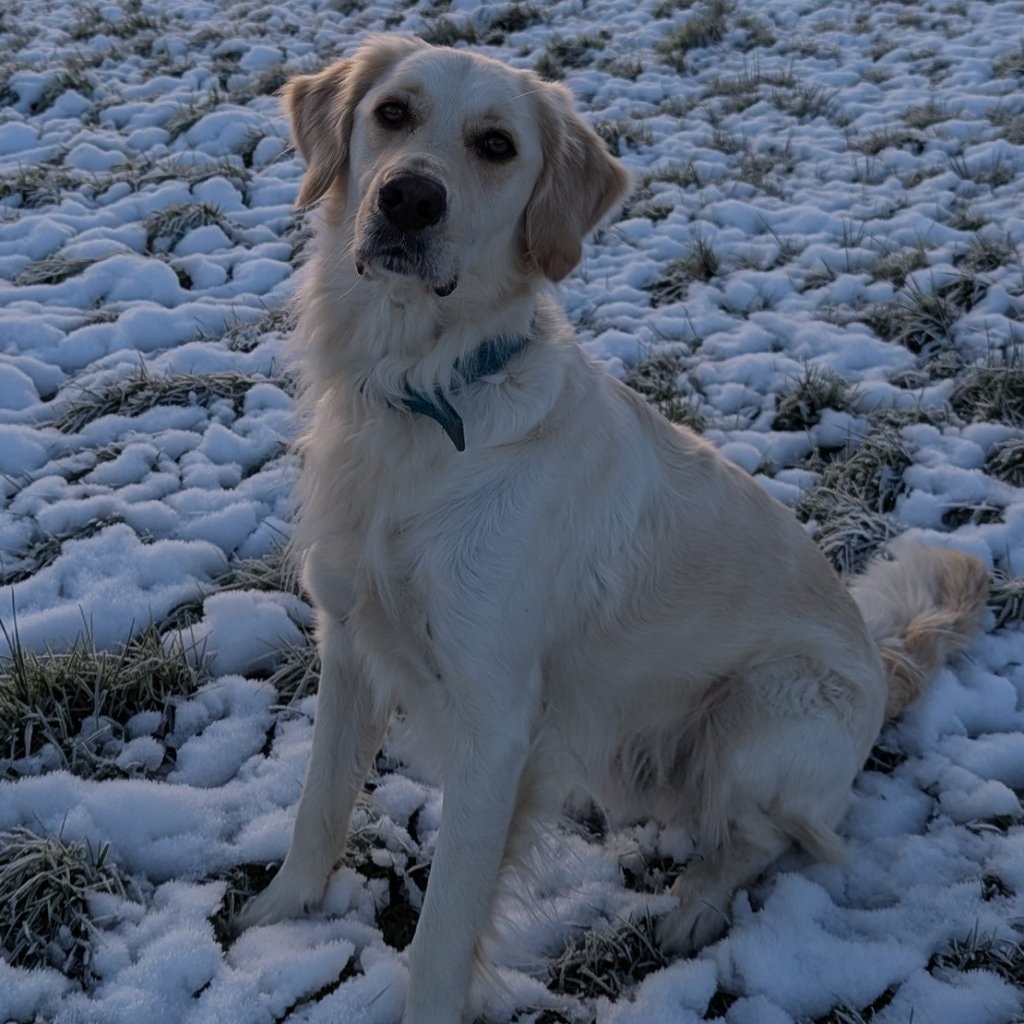 Odie