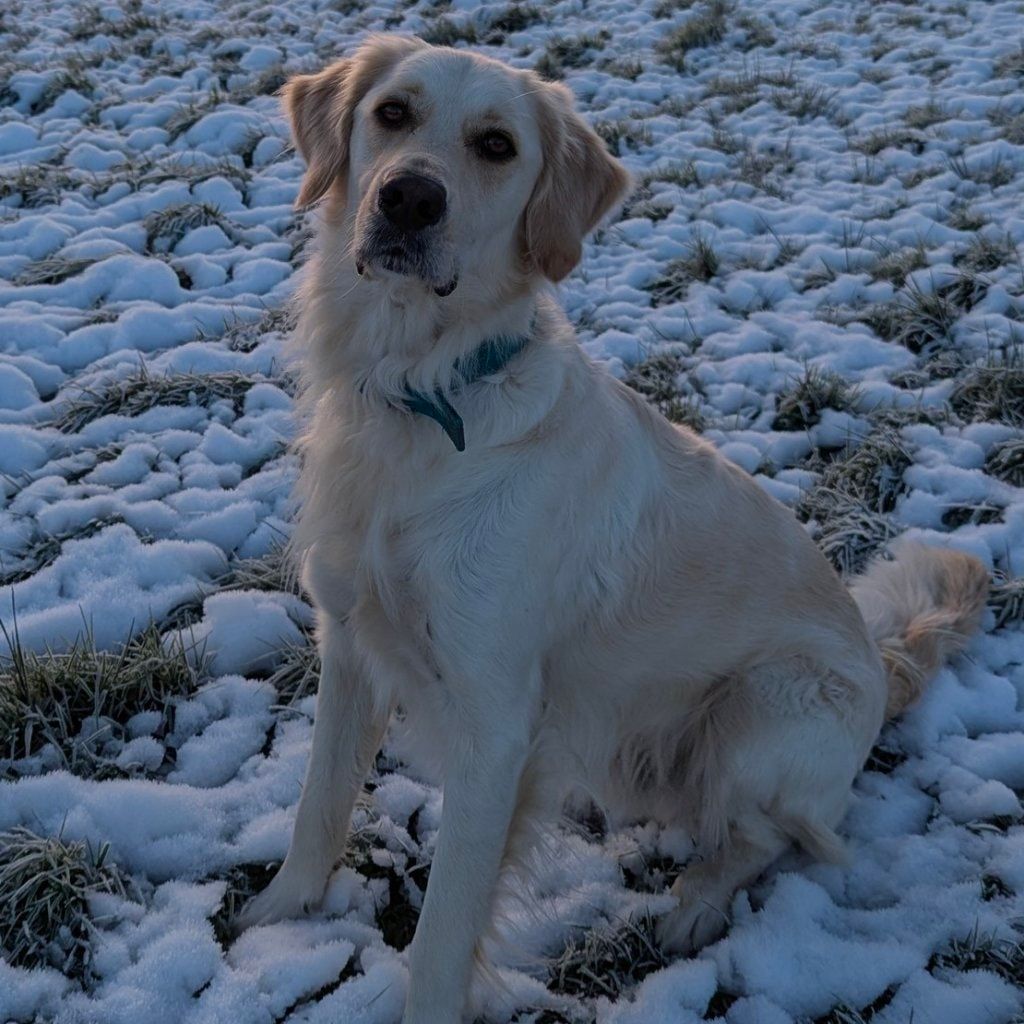 Odie