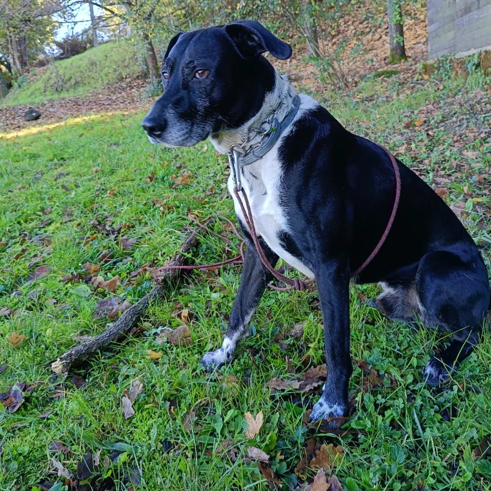 Macchia