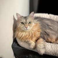 Sophie