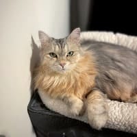 Sophie