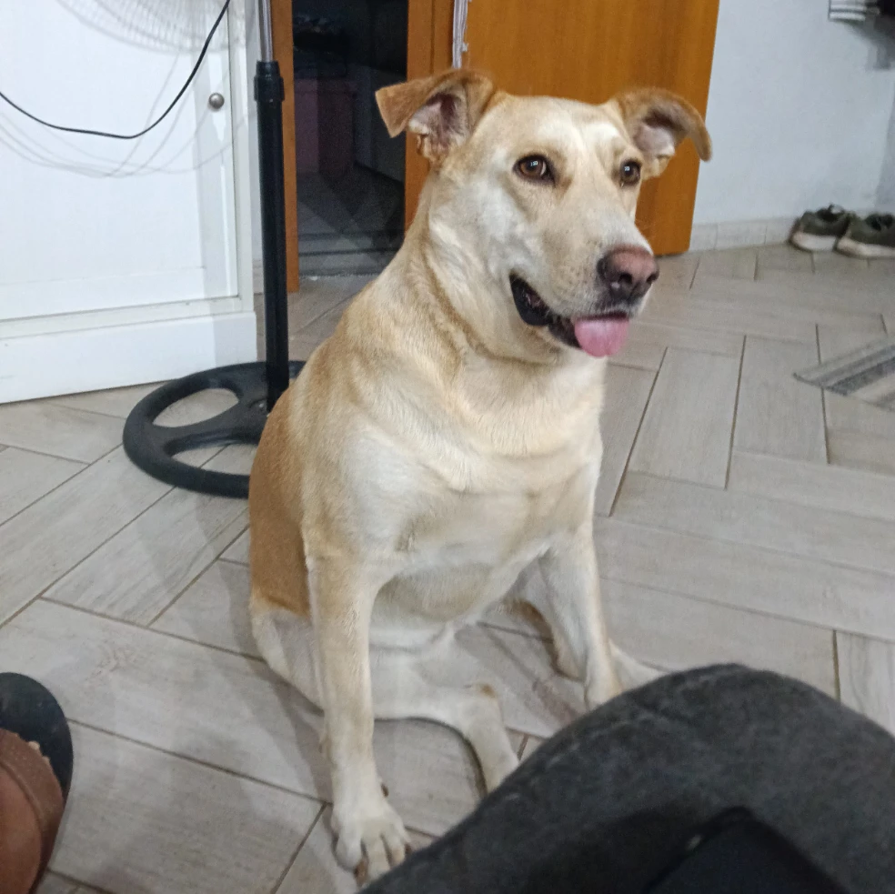 Maya 