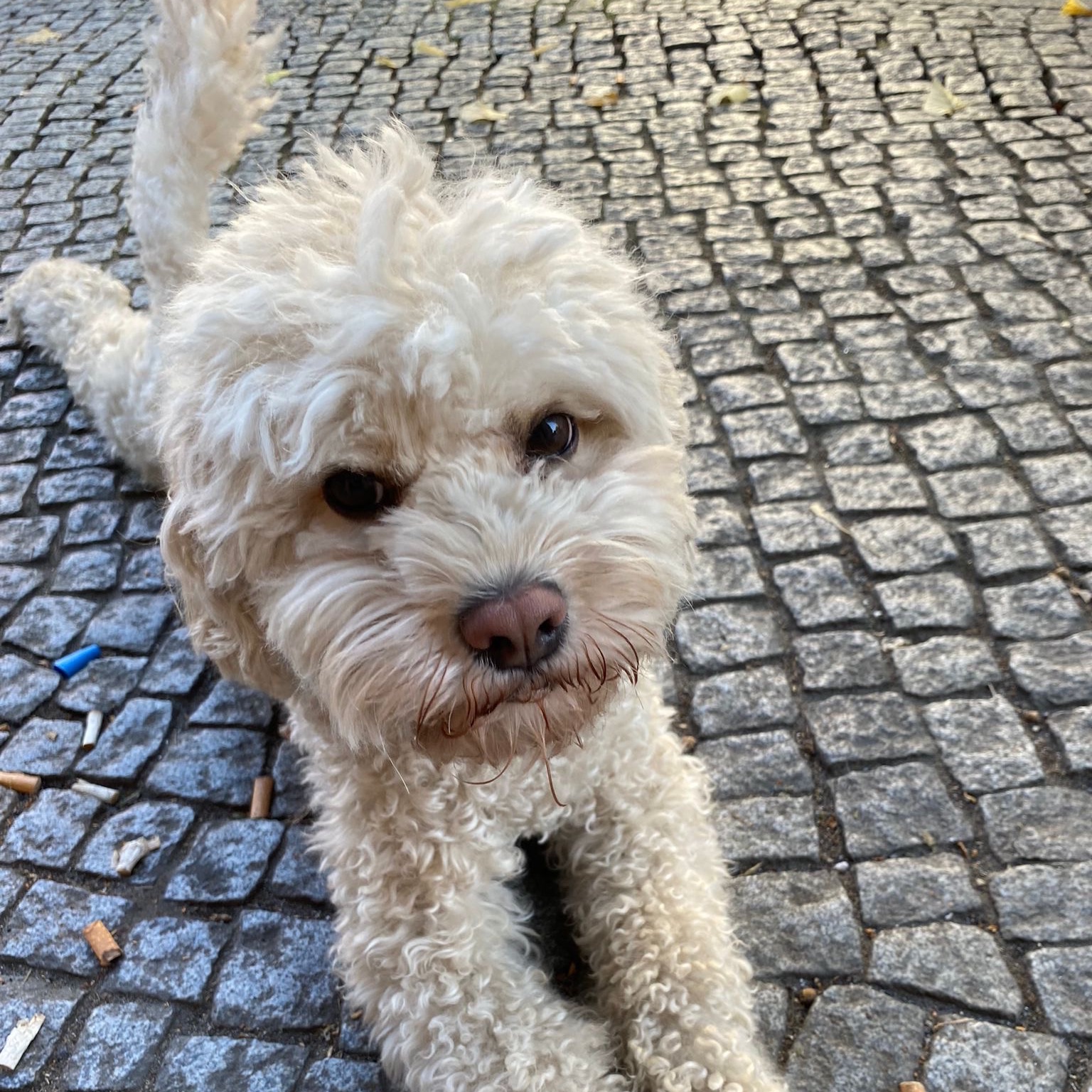Apollo