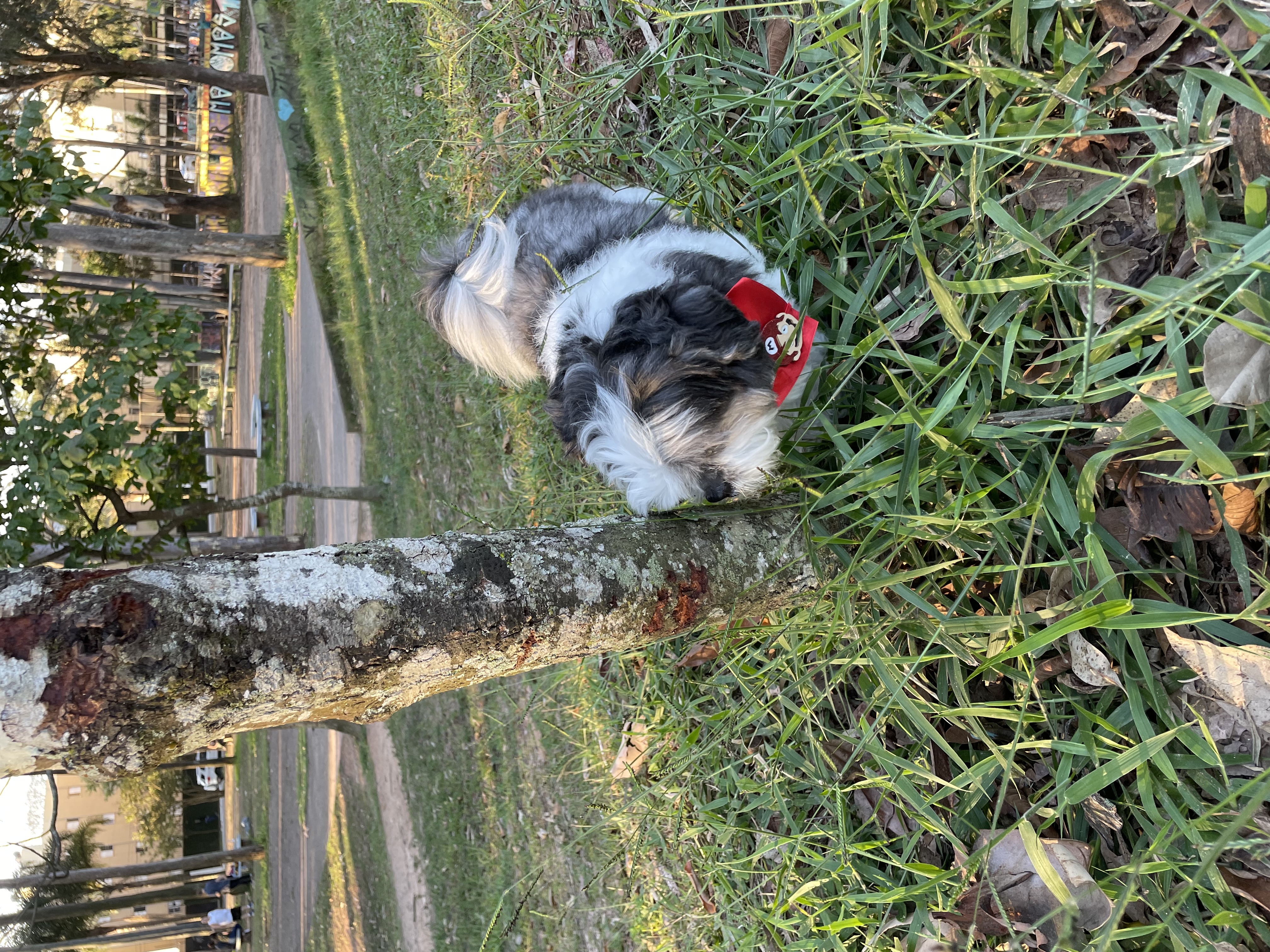 image-5