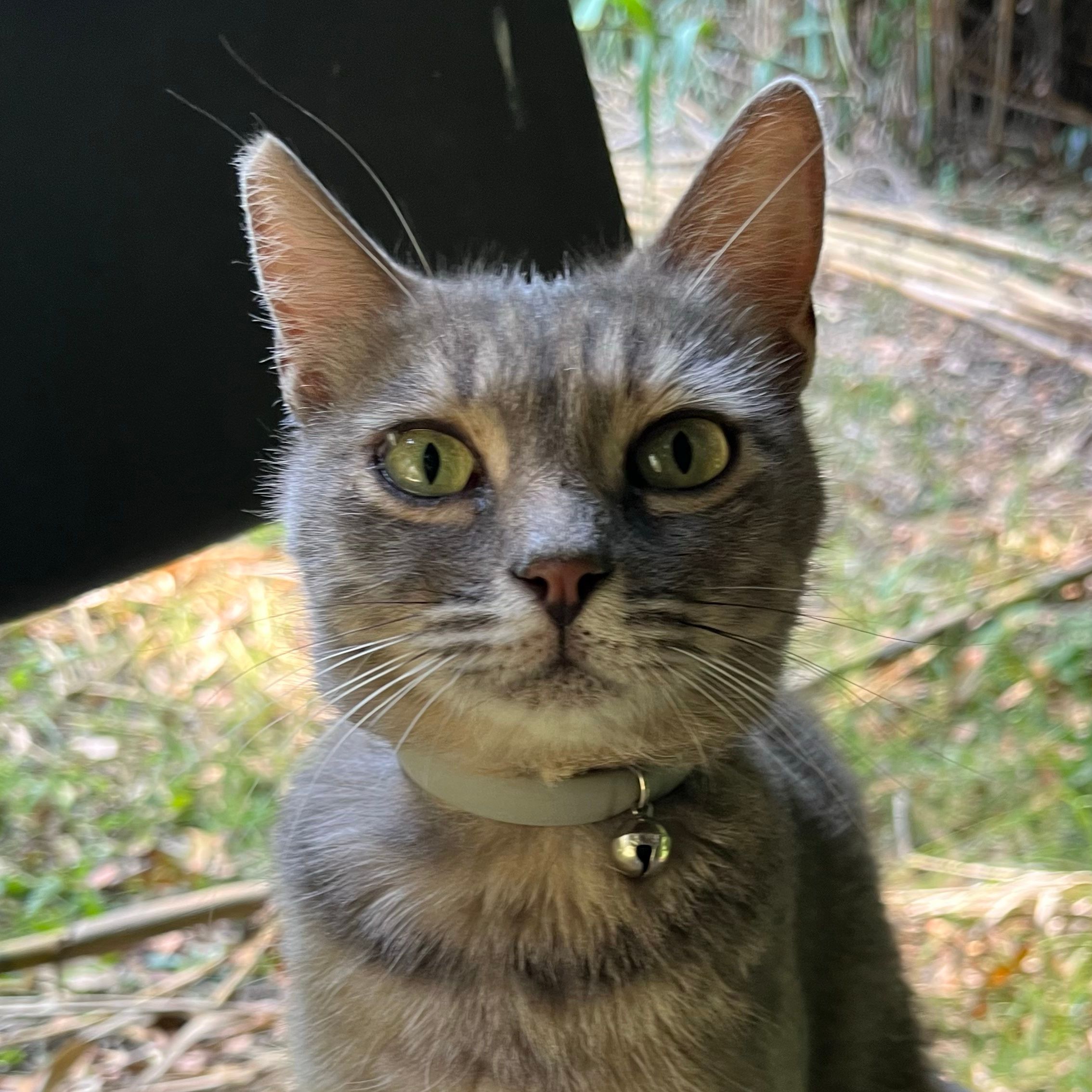 Lily