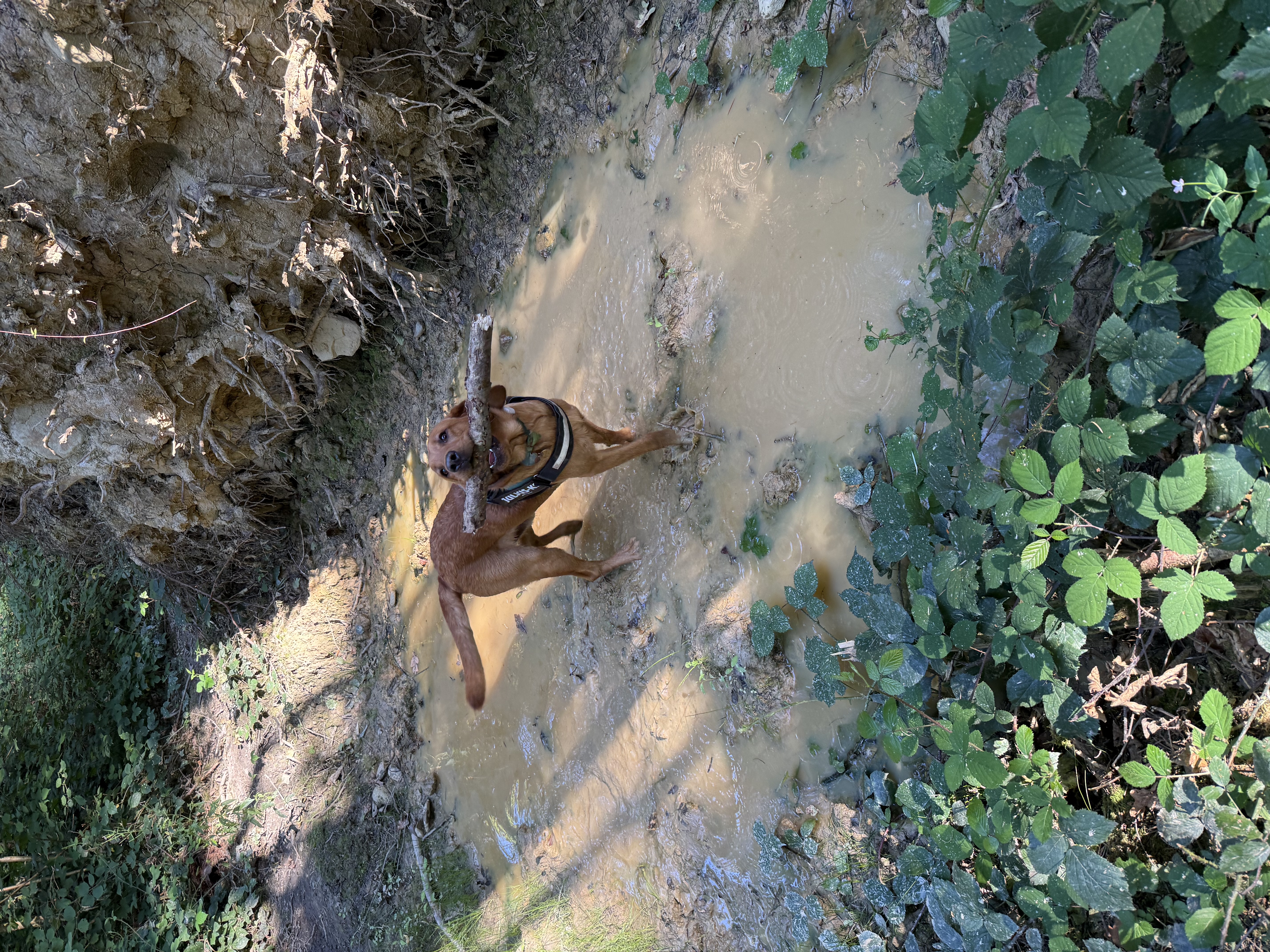image-9
