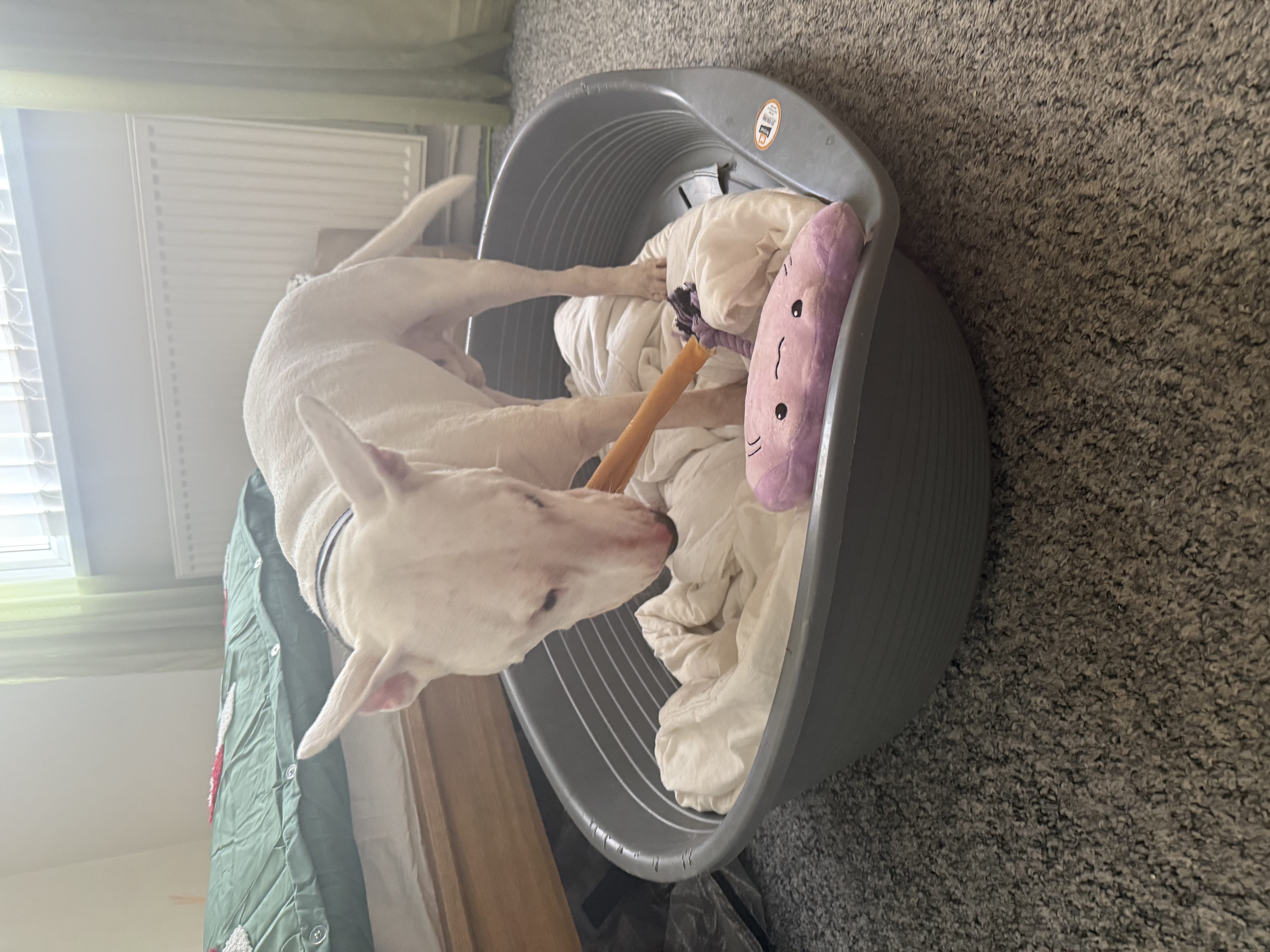image-12