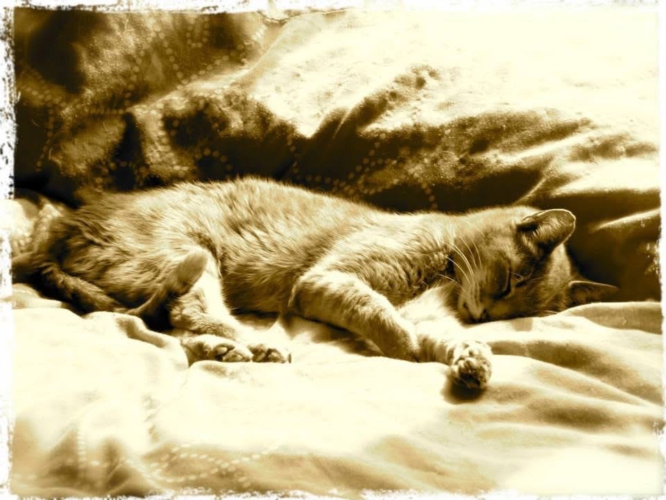 image-23