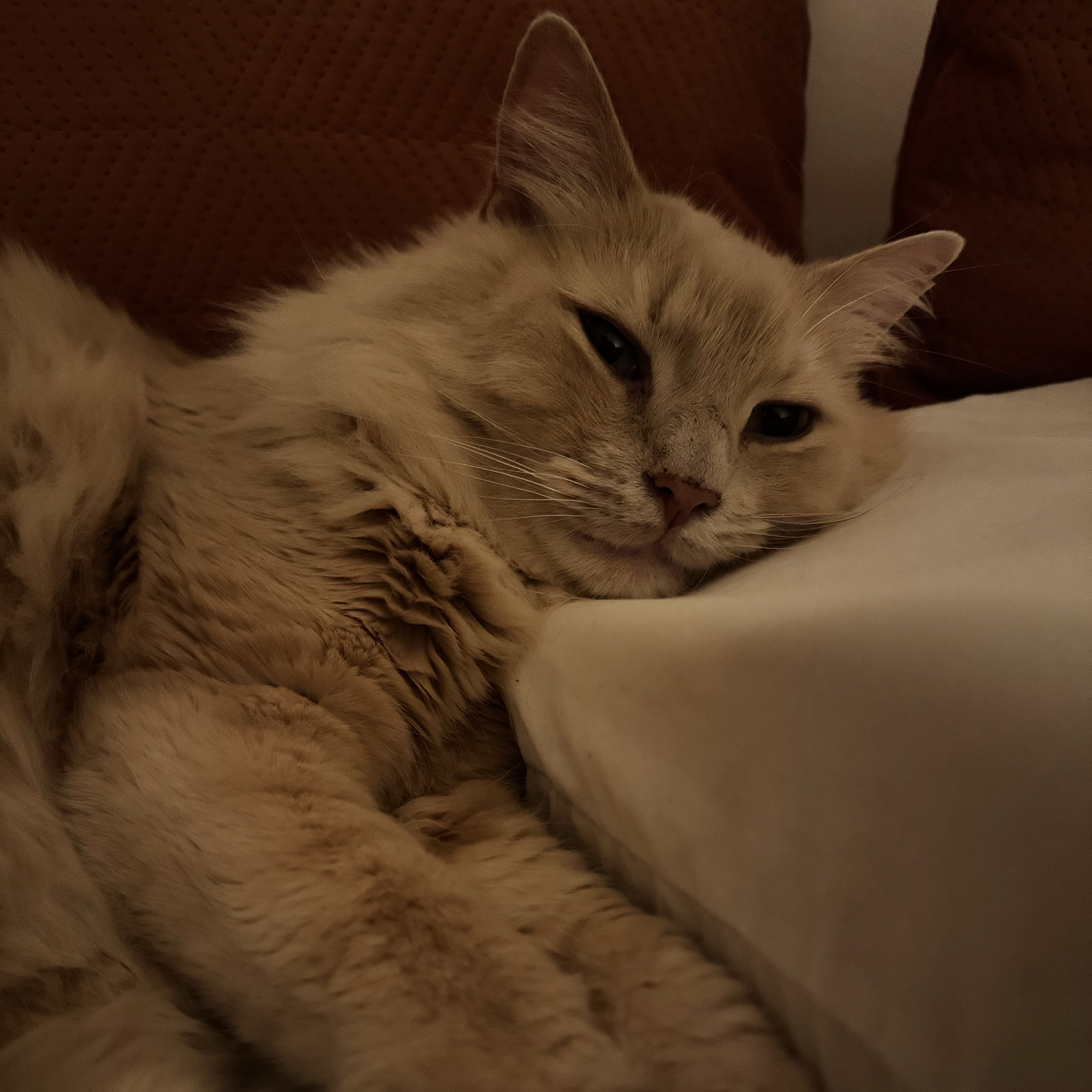 Mochi