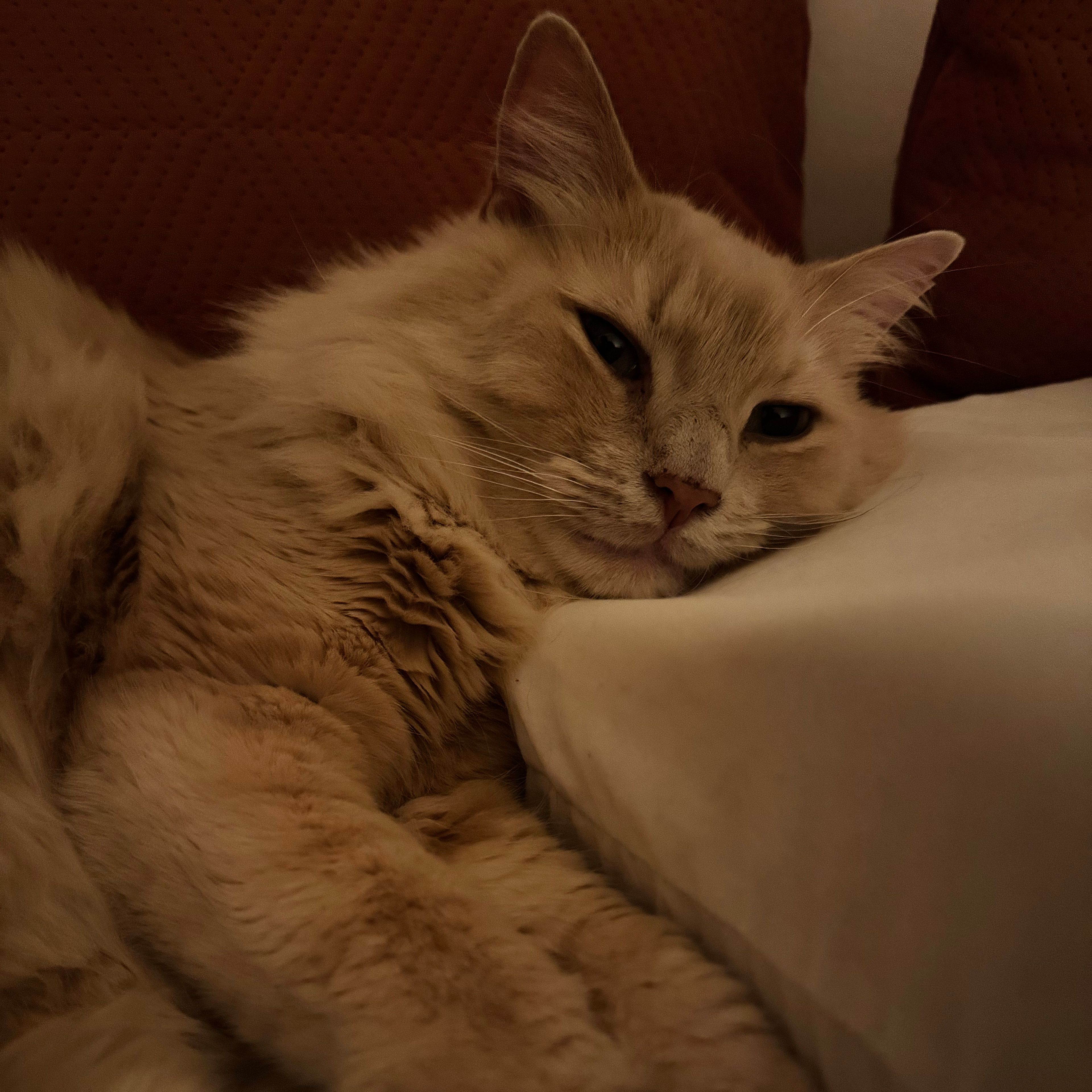 Mochi