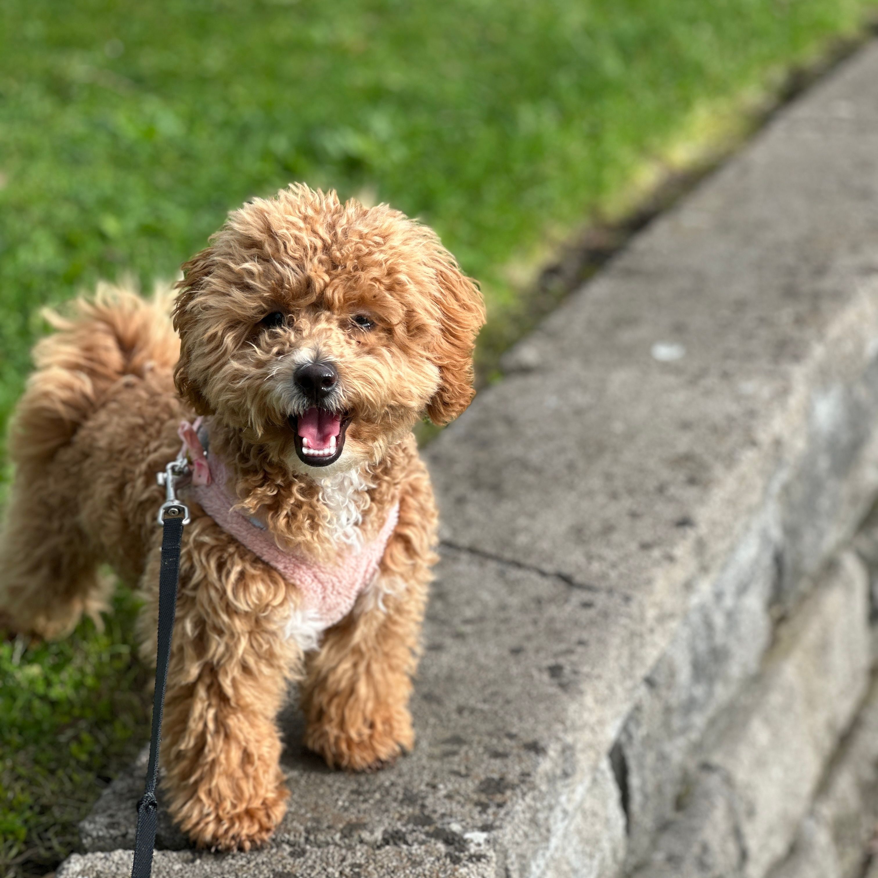 coco