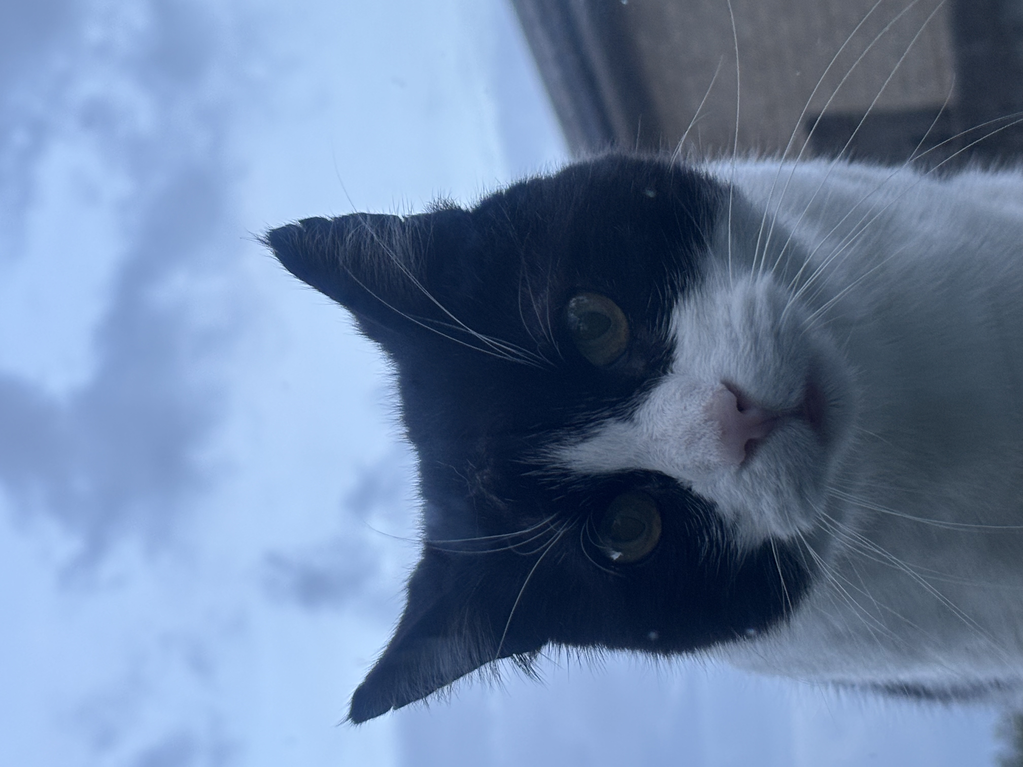 image-6