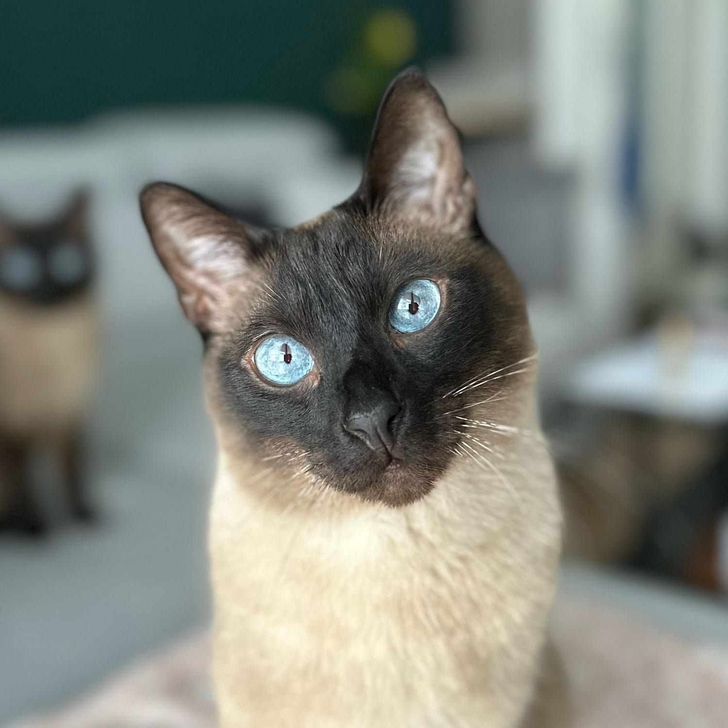 Cleo