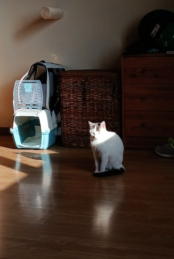image-7