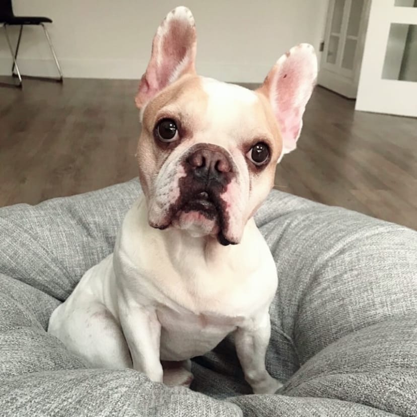 Piggy
