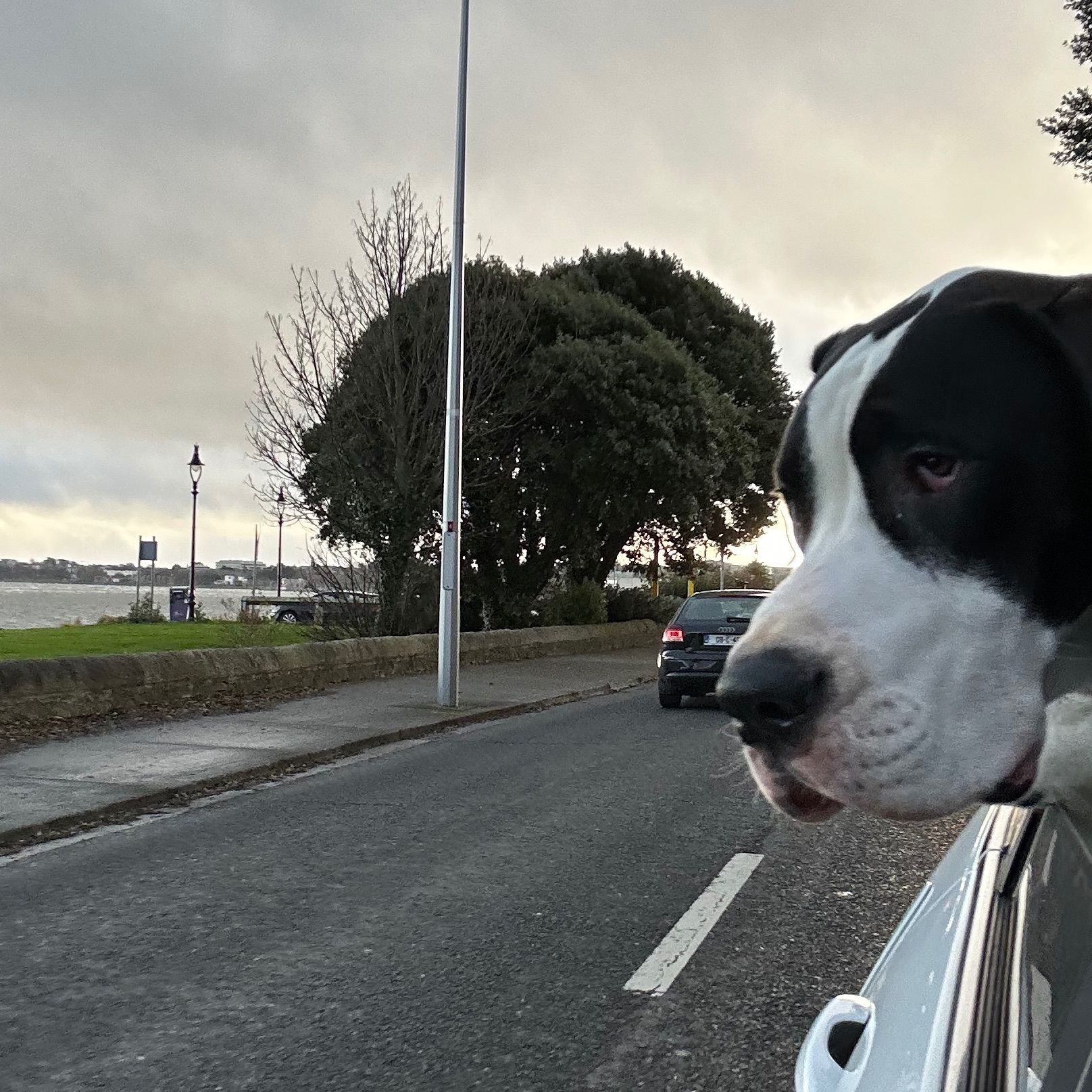 Dashiell Louis "Dash"