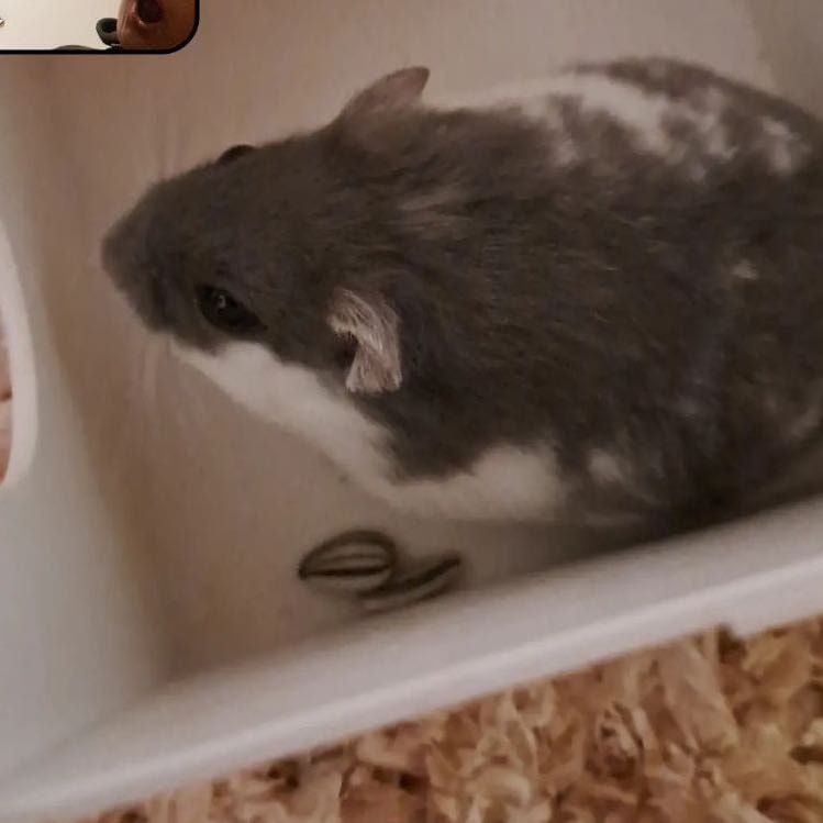 Bubi