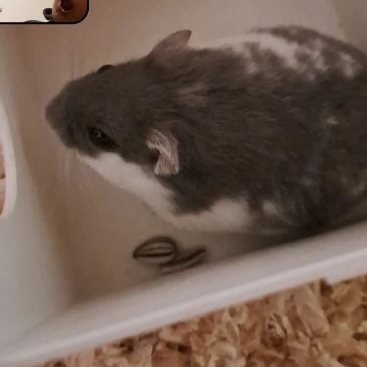 Bubi