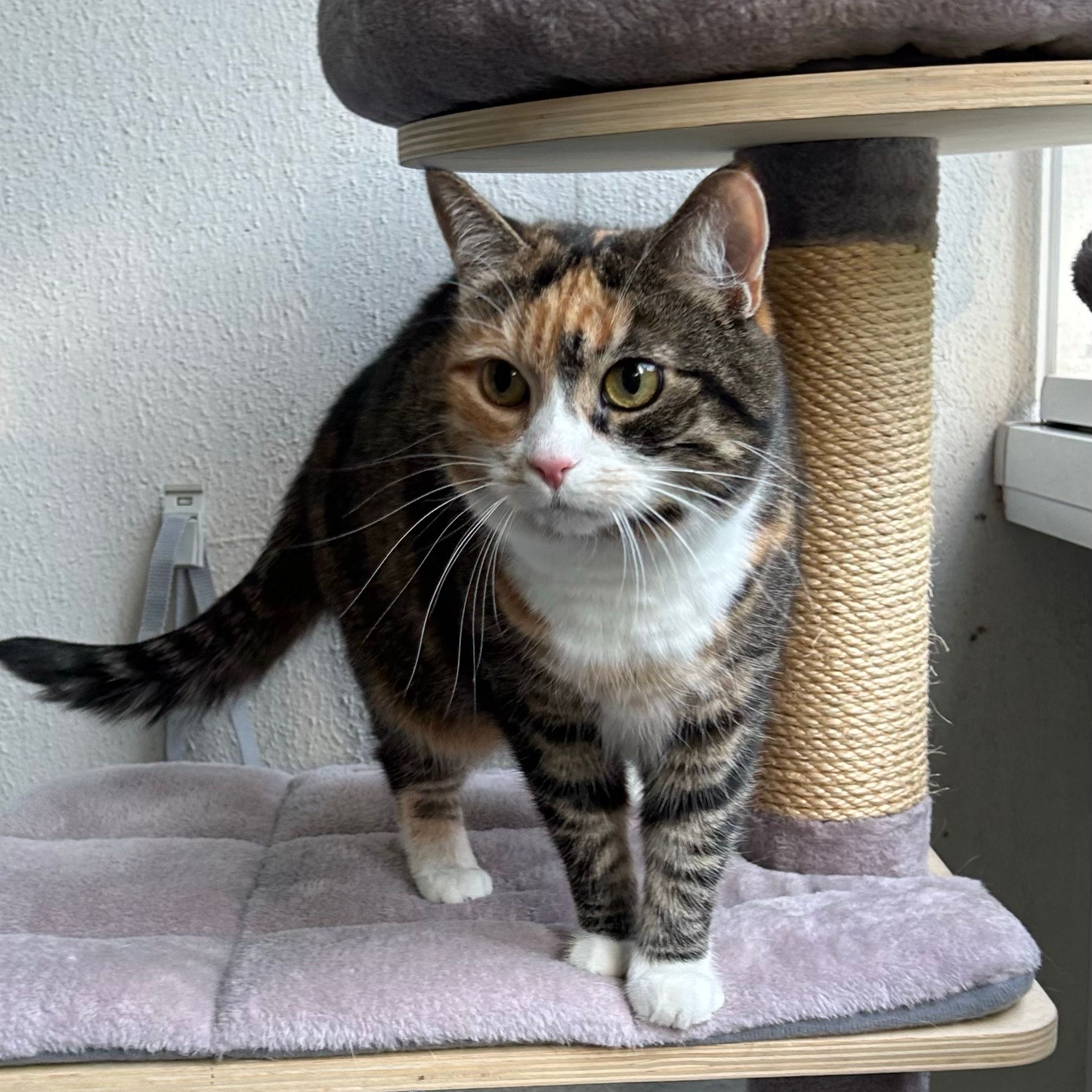 Nala