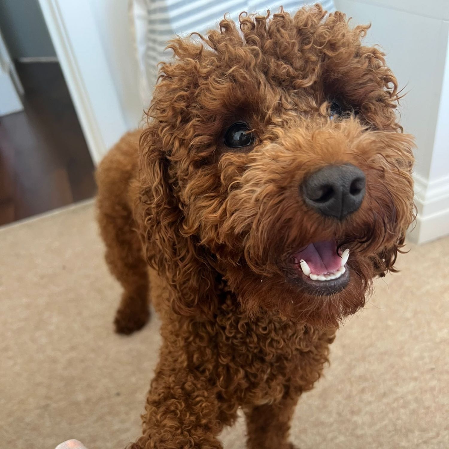 Toby
