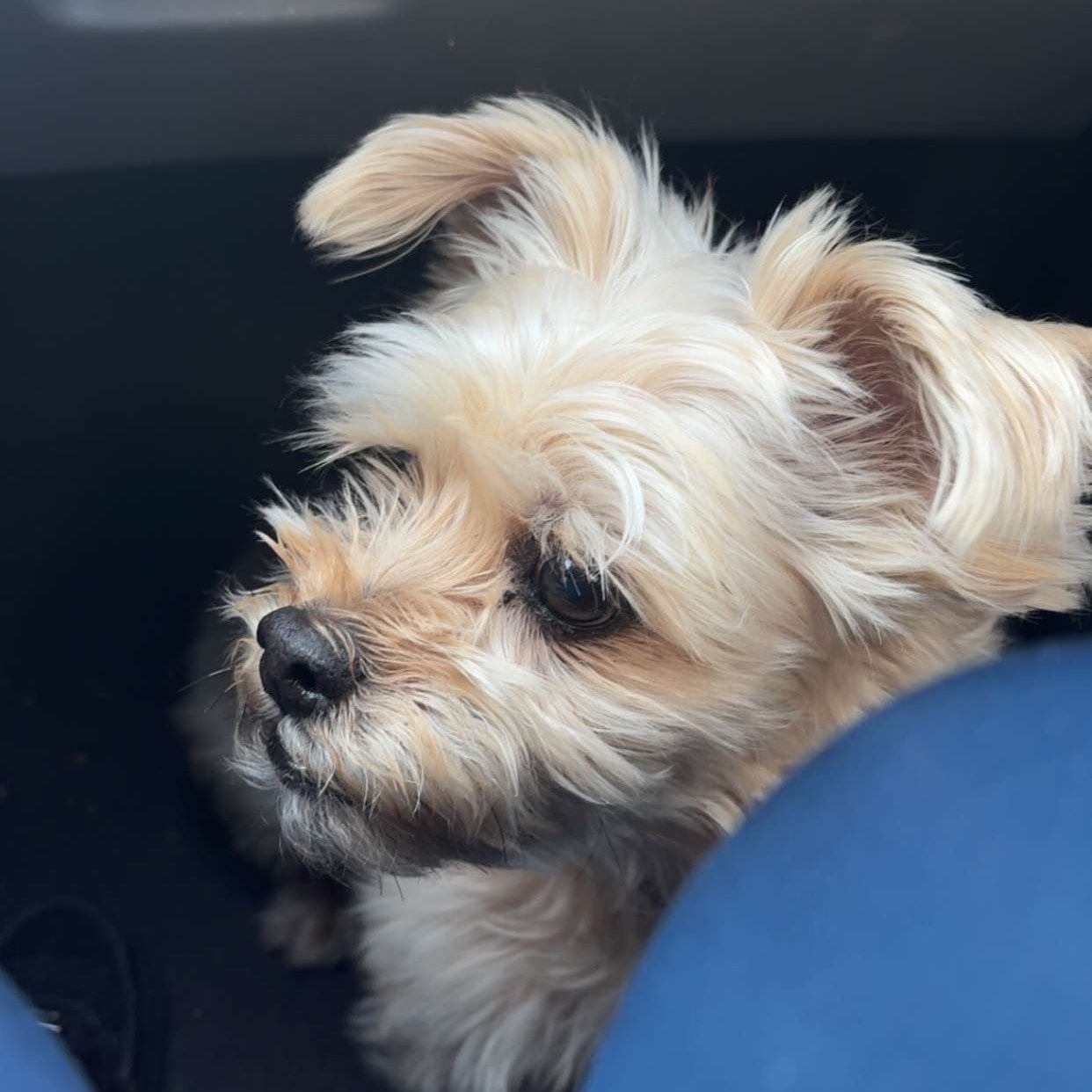 Milo