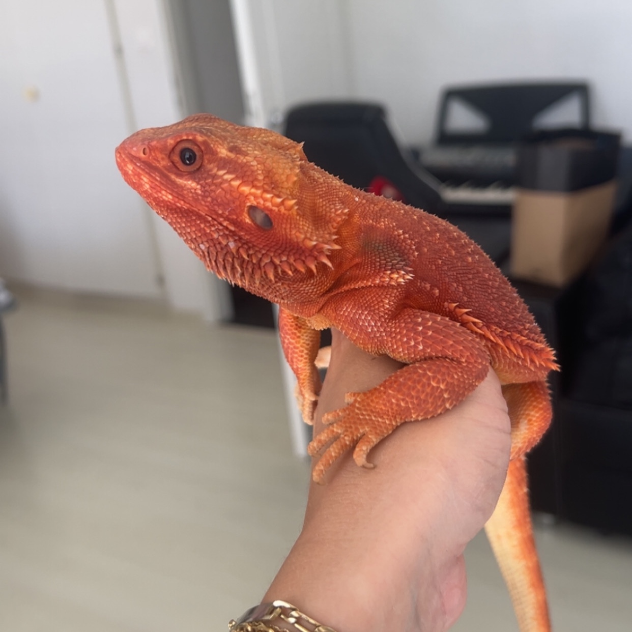 Rango