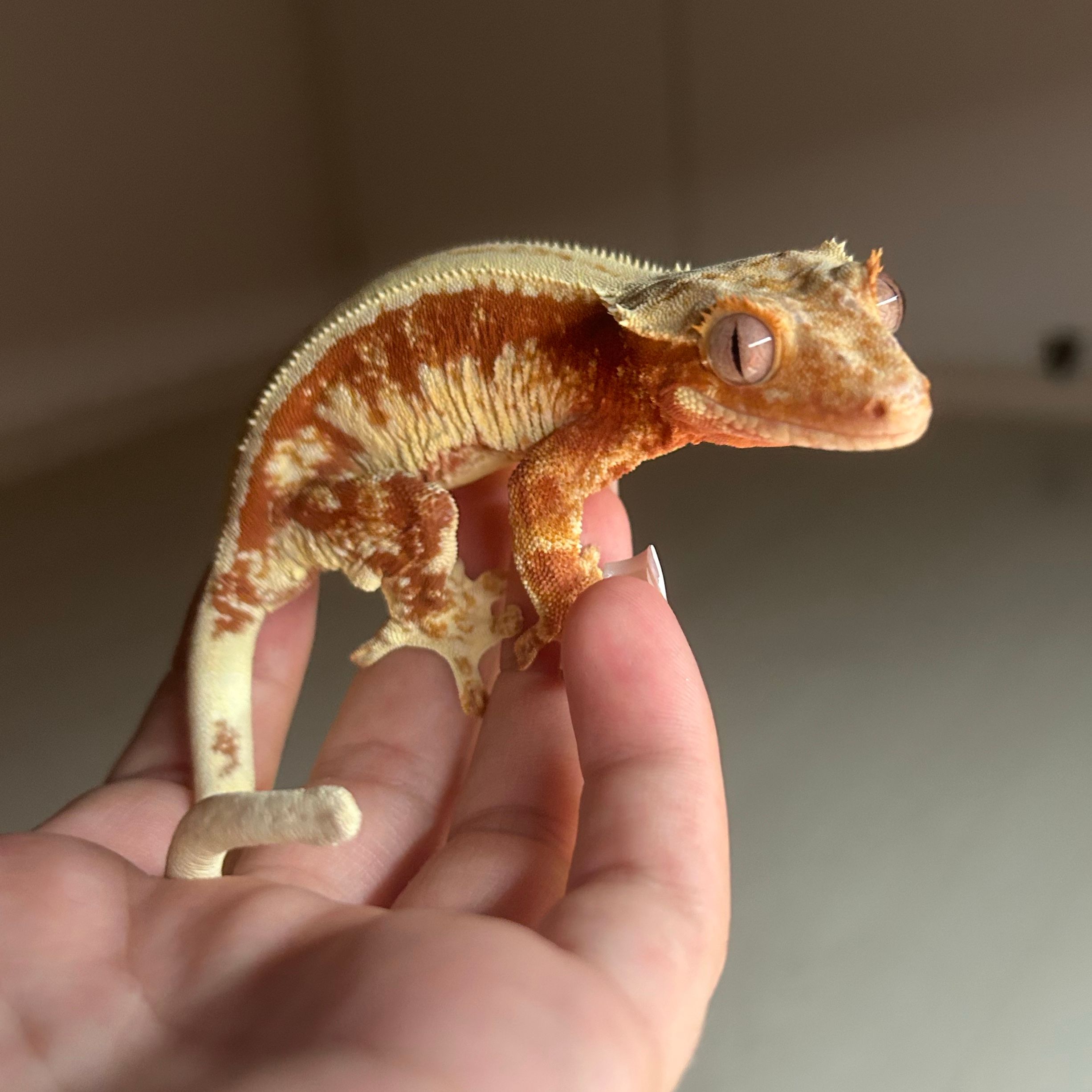 Zora