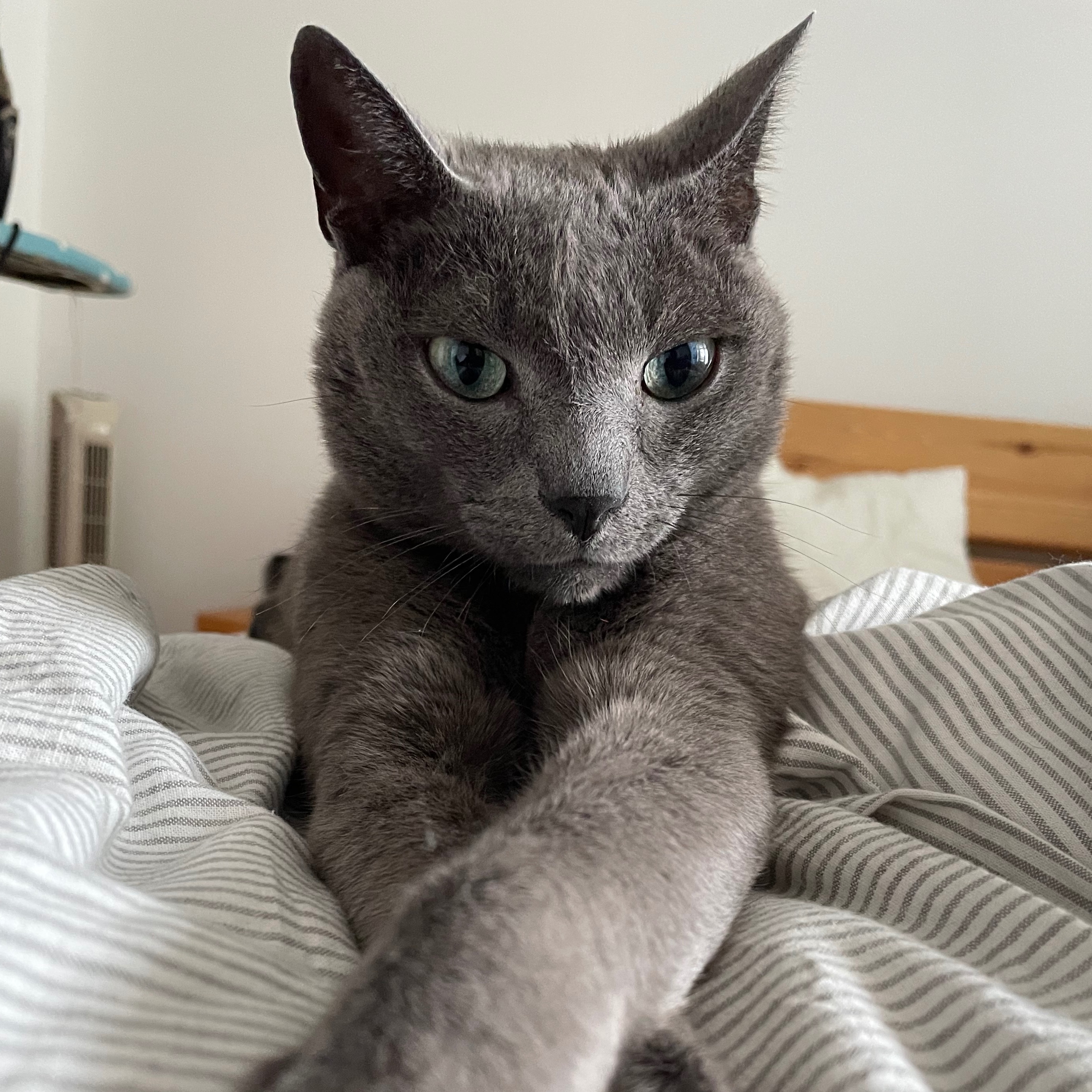 Kuma