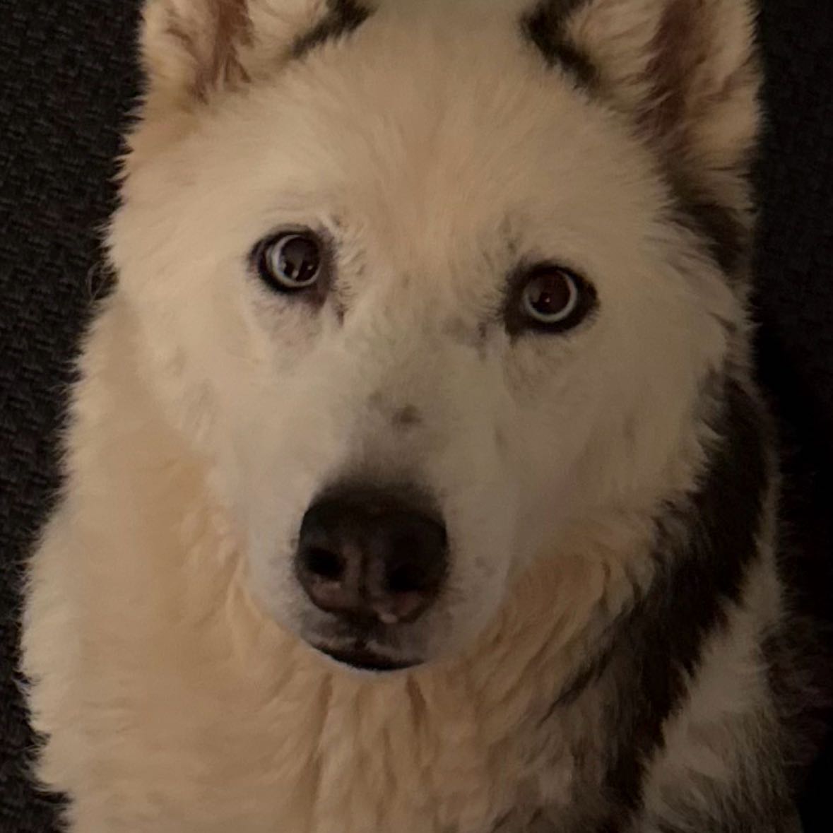 Xena (Wohnt nicht dort wo ich mit ihrem Tier aufhalten werde)