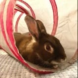 Hazel