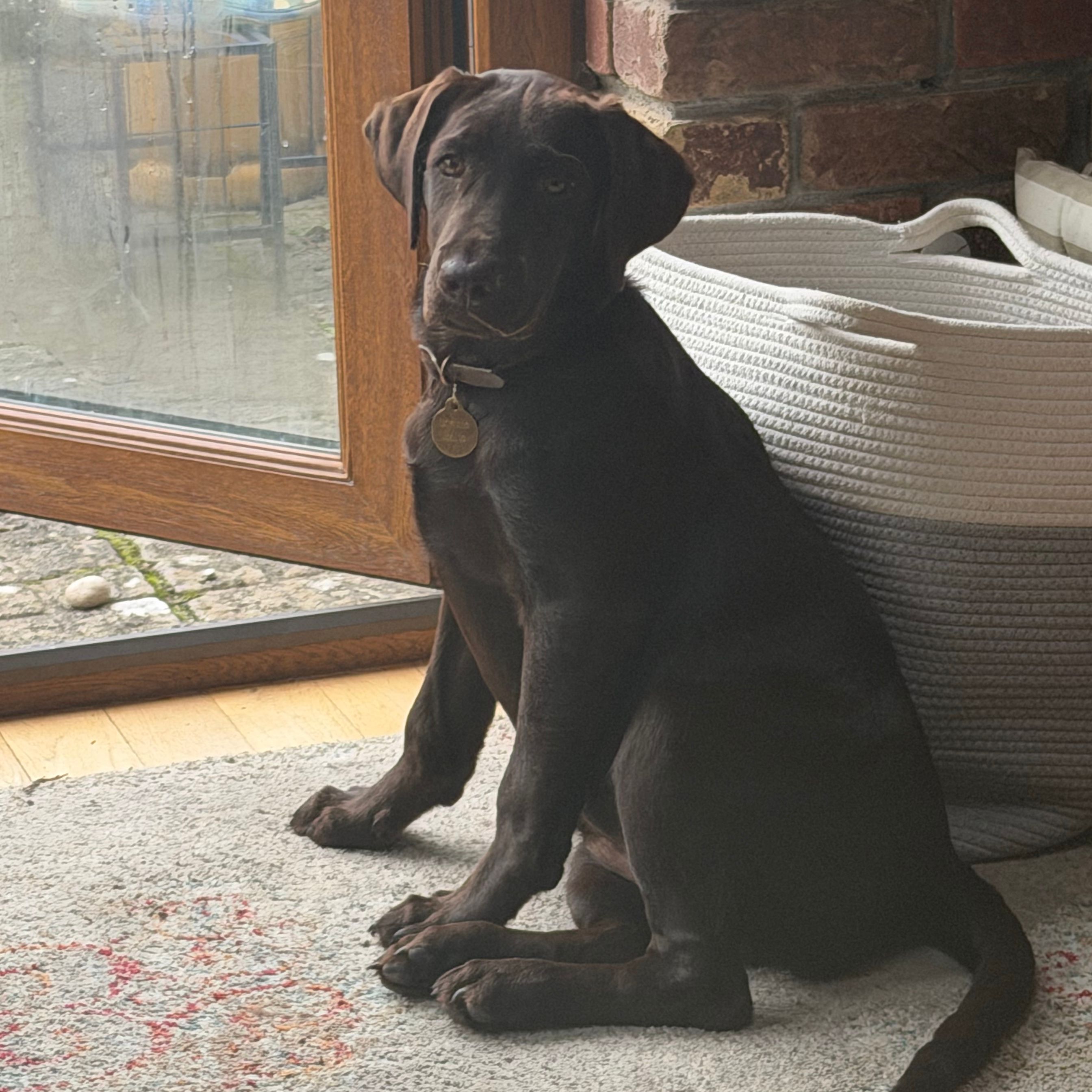 Bonnie