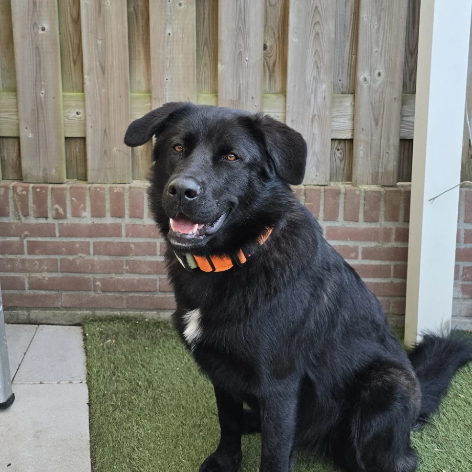 Nova