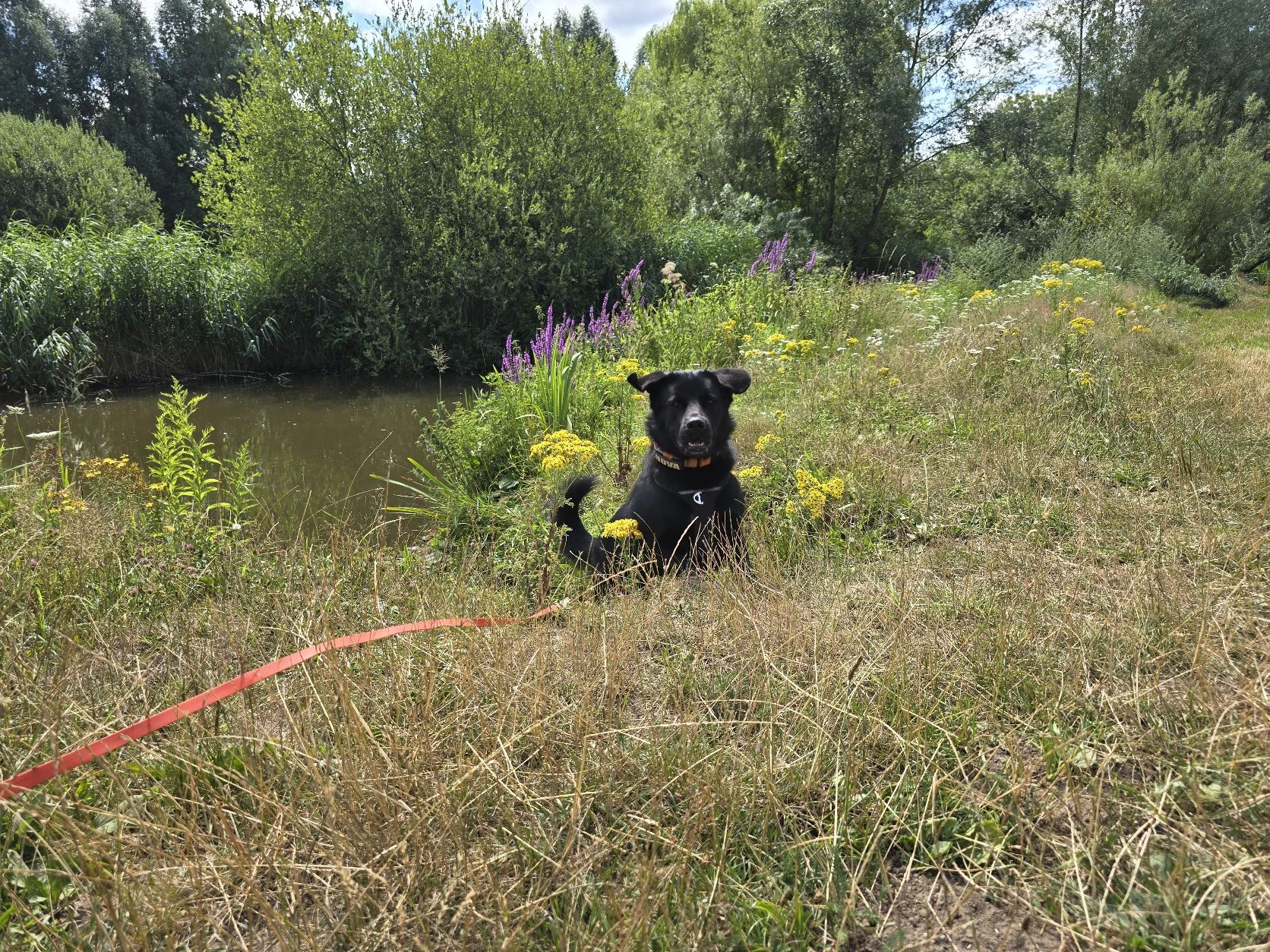 image-9