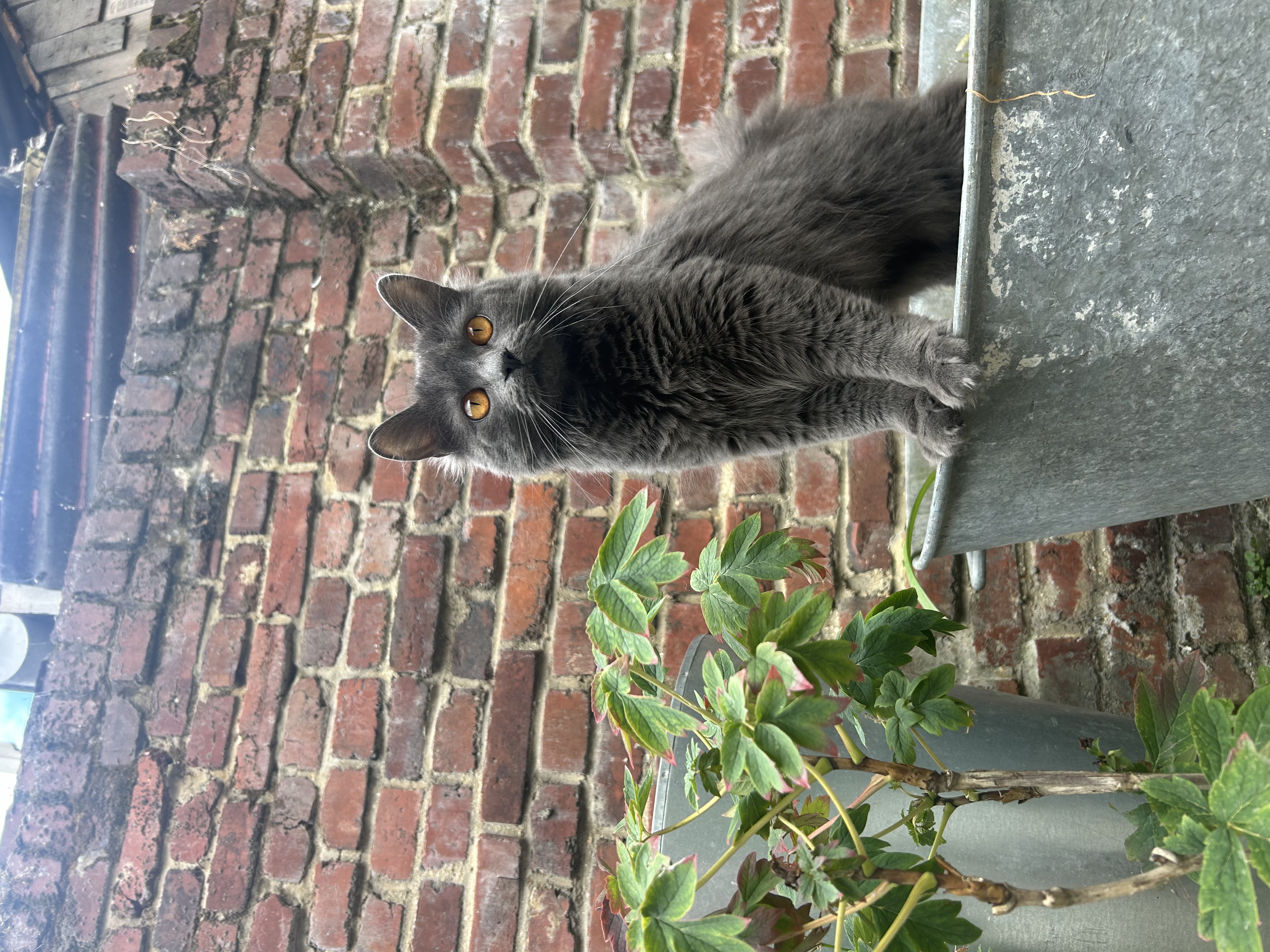 image-10