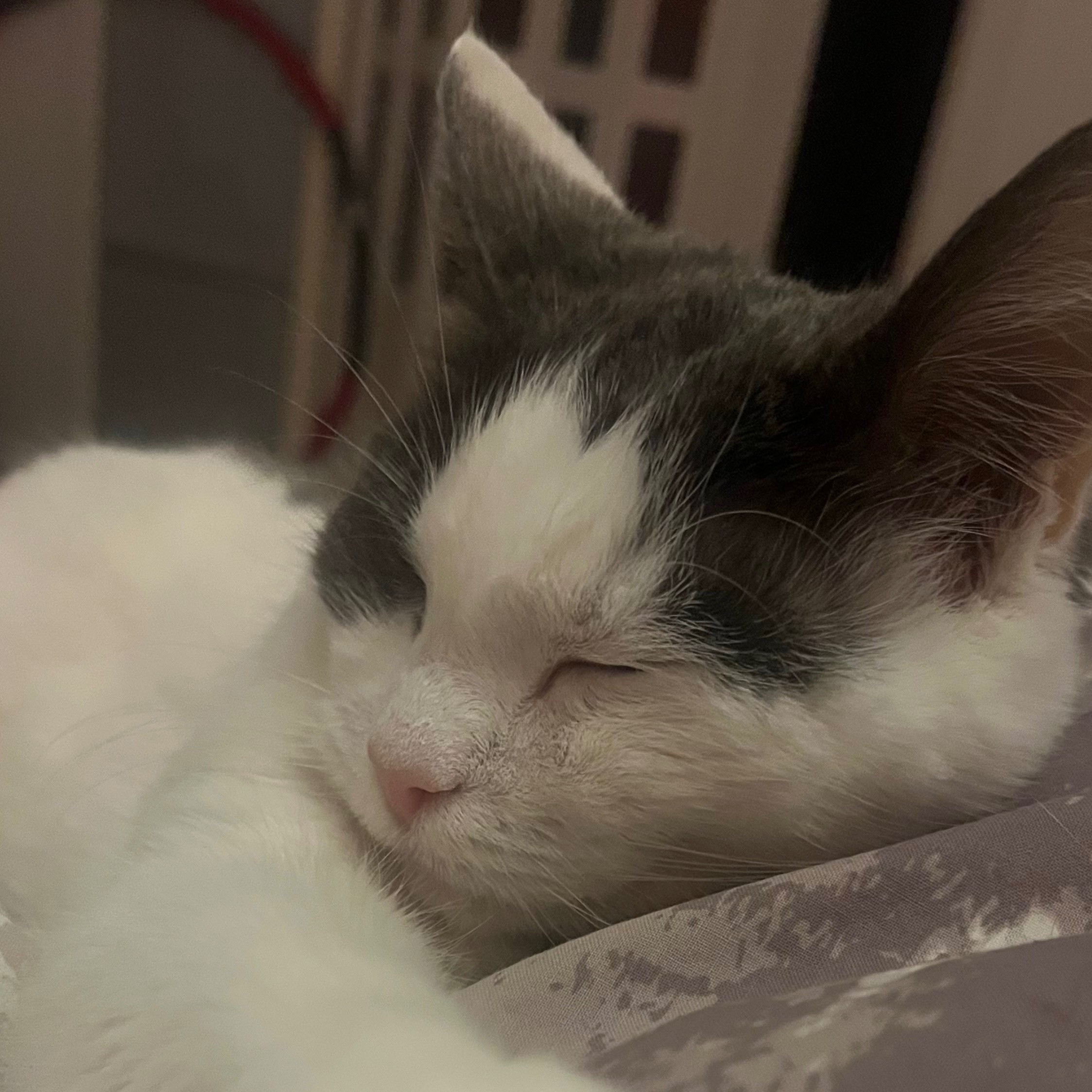 Viivi