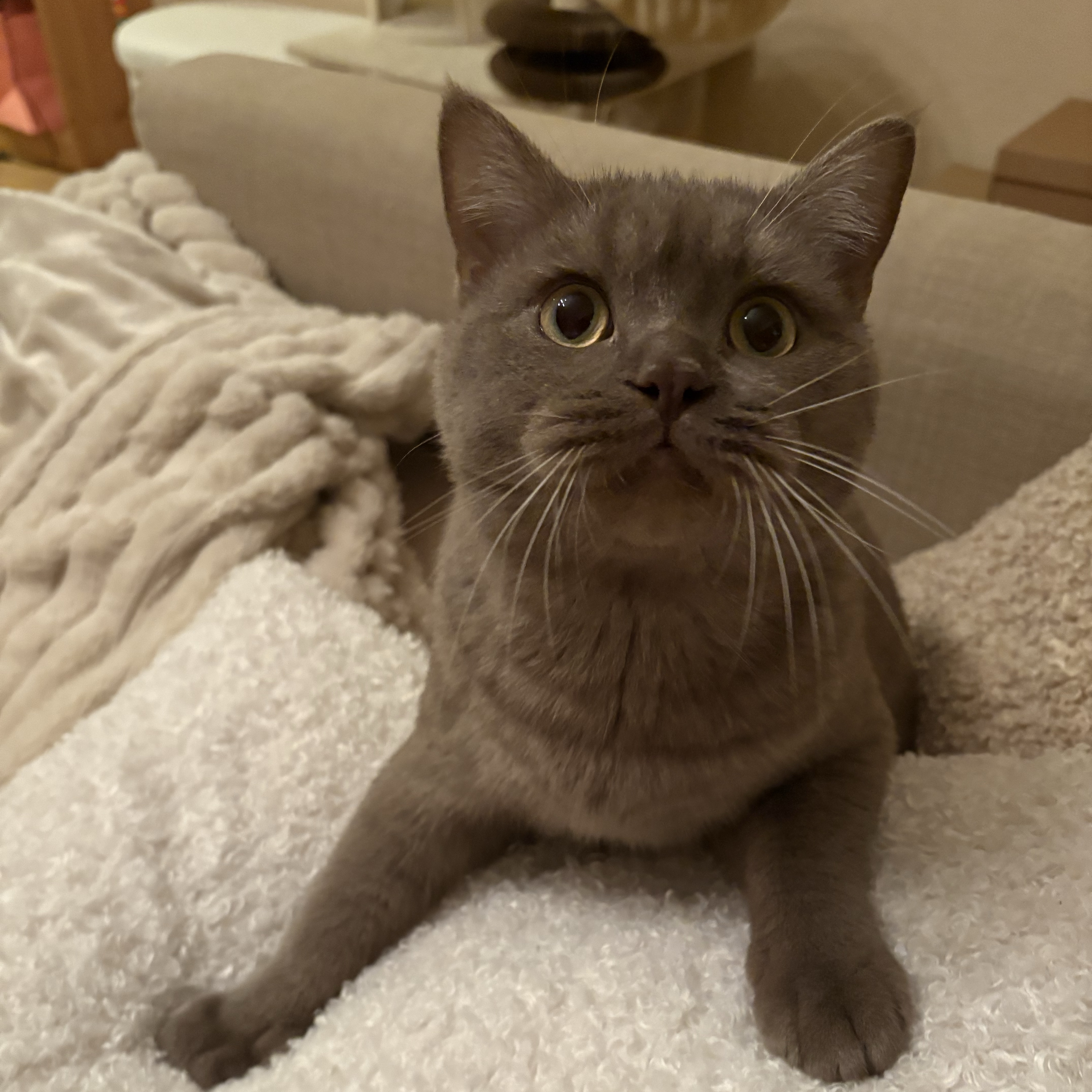 Milo